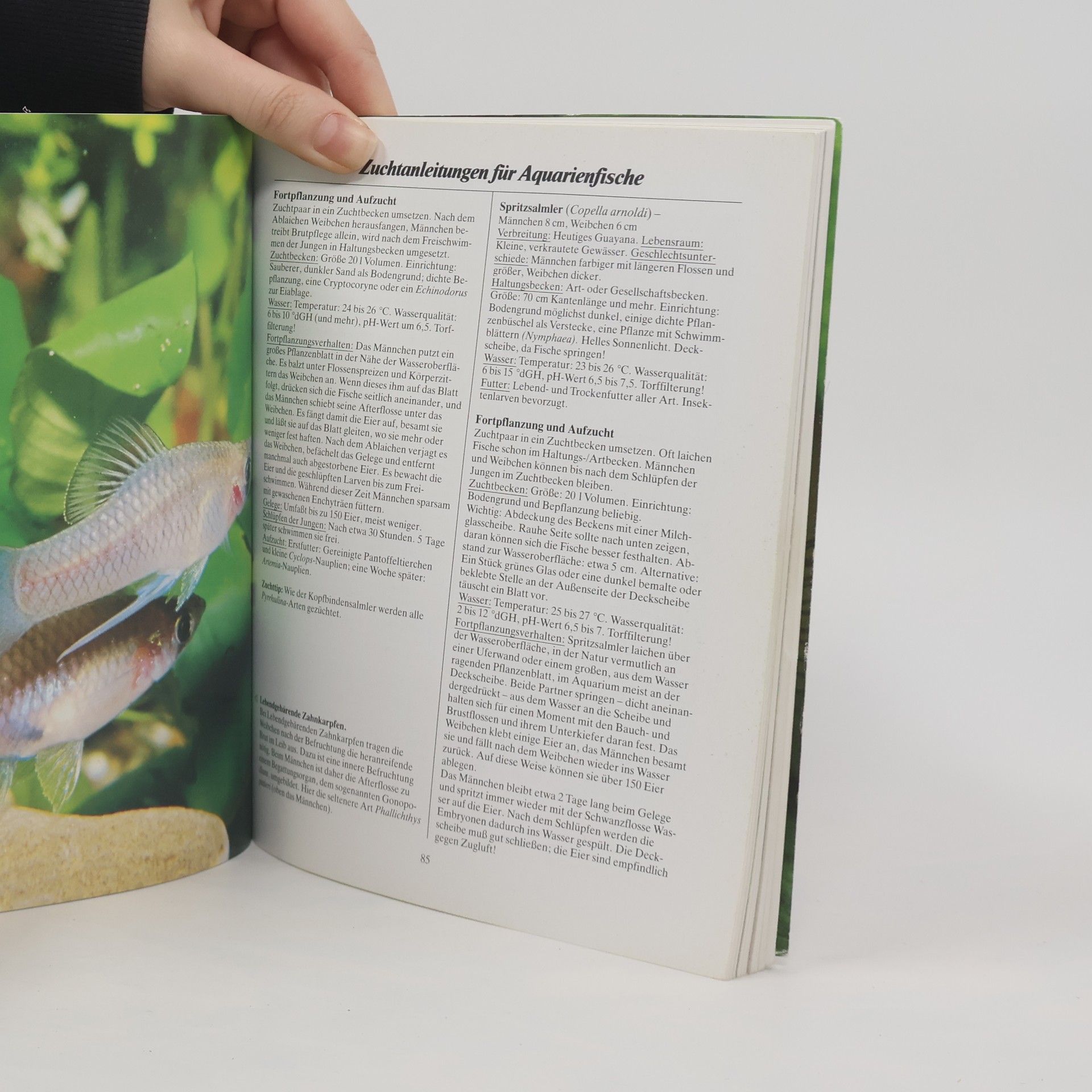 Ines Scheurmann Aquarienfische züchten