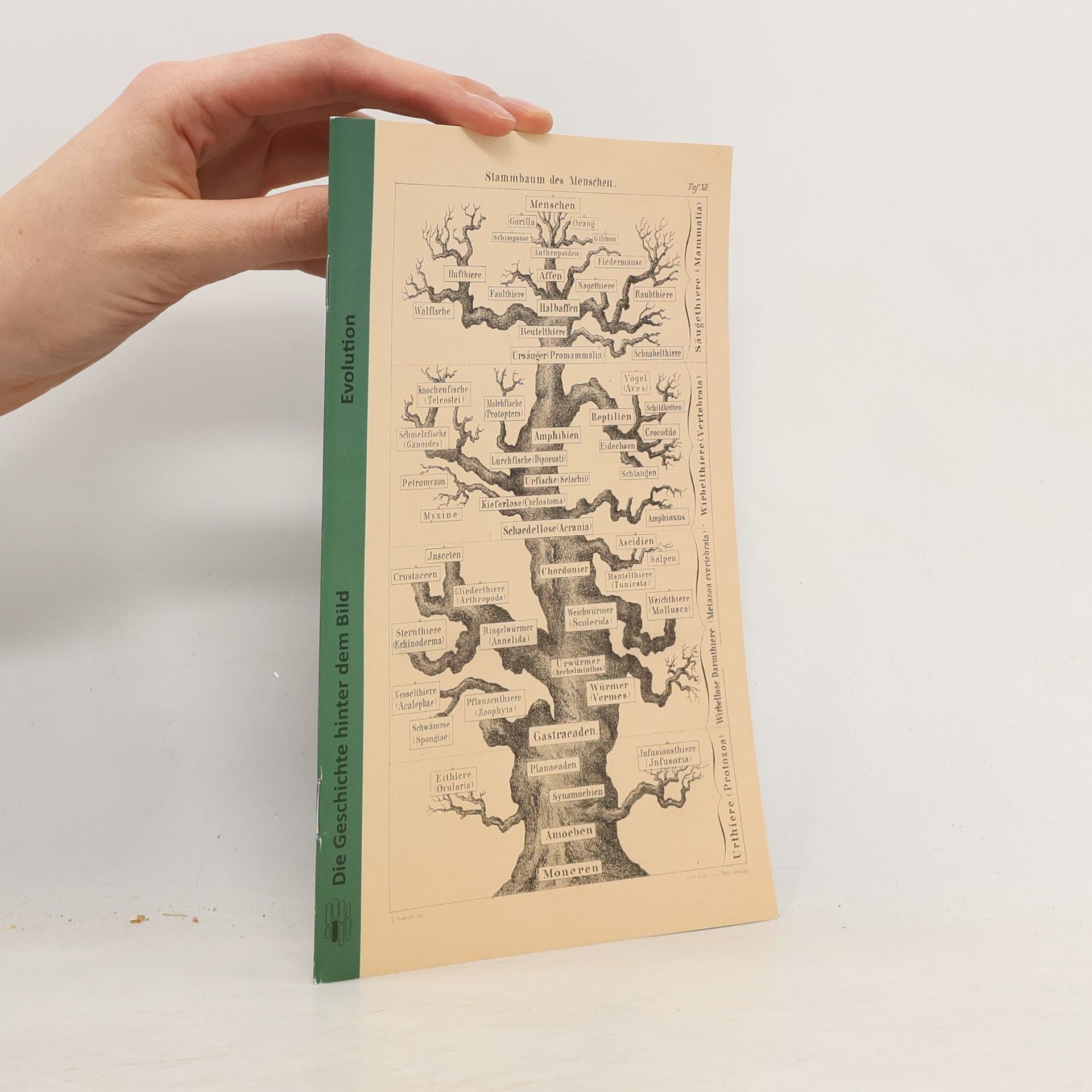 Autorenkollektiv Die Geschichte hinter dem Bild: Evolution