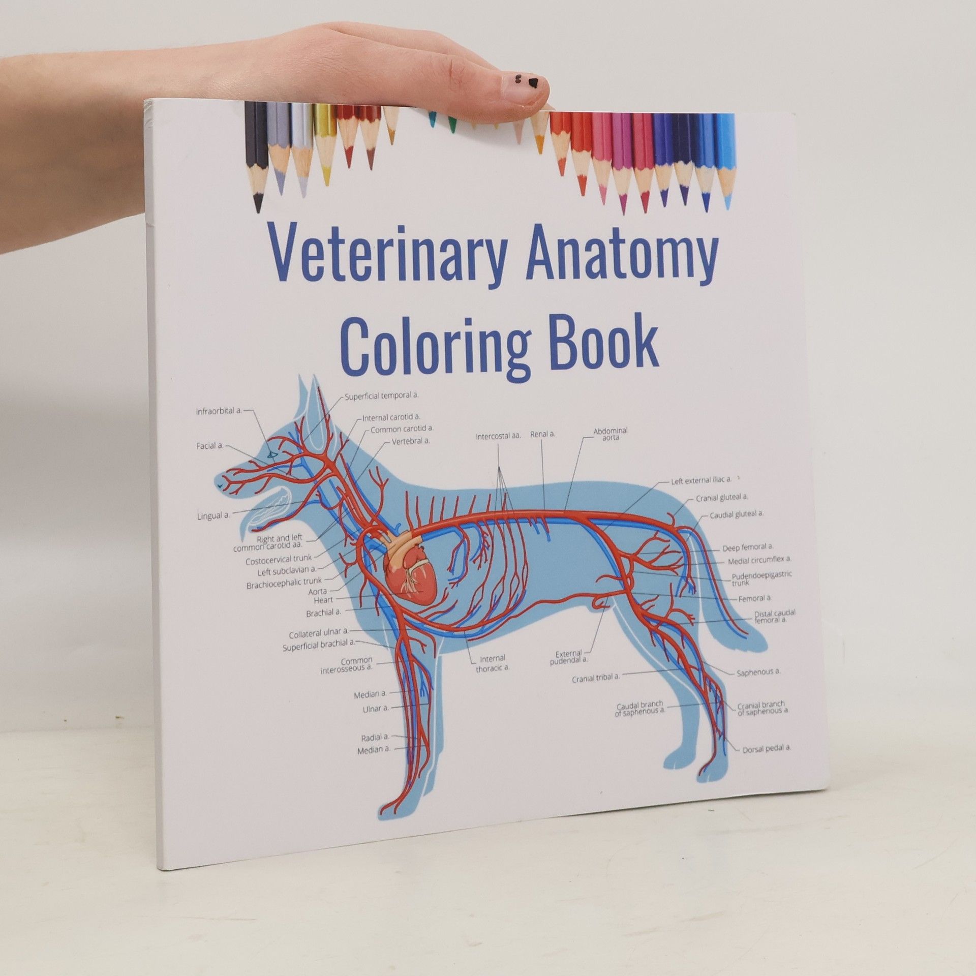 Veterinary Anatomy Coloring Book