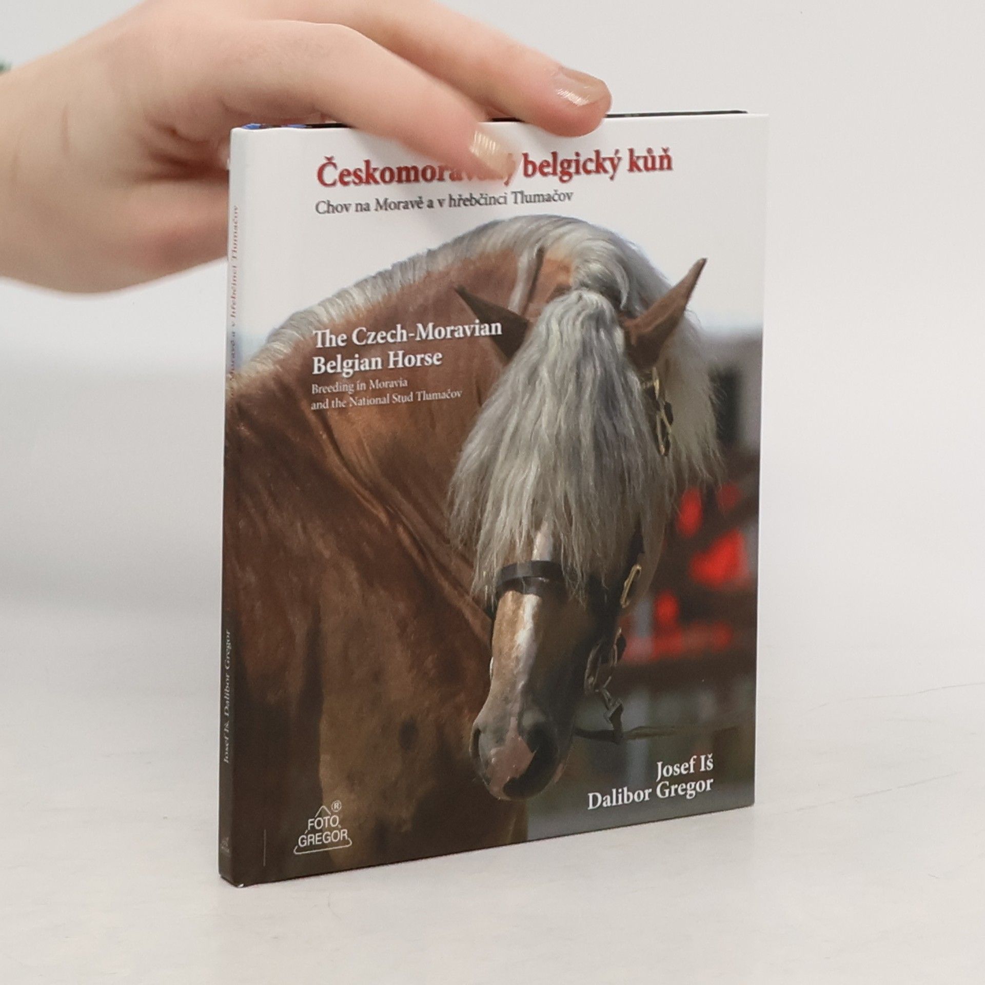 Josef Iš Českomoravský belgický kůň. Chov na Moravě a v hřebčinci Tlumačov
