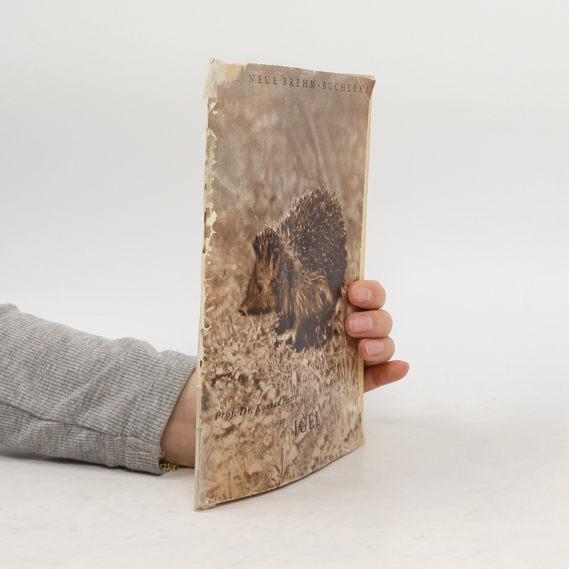 Konrad Herter Igel