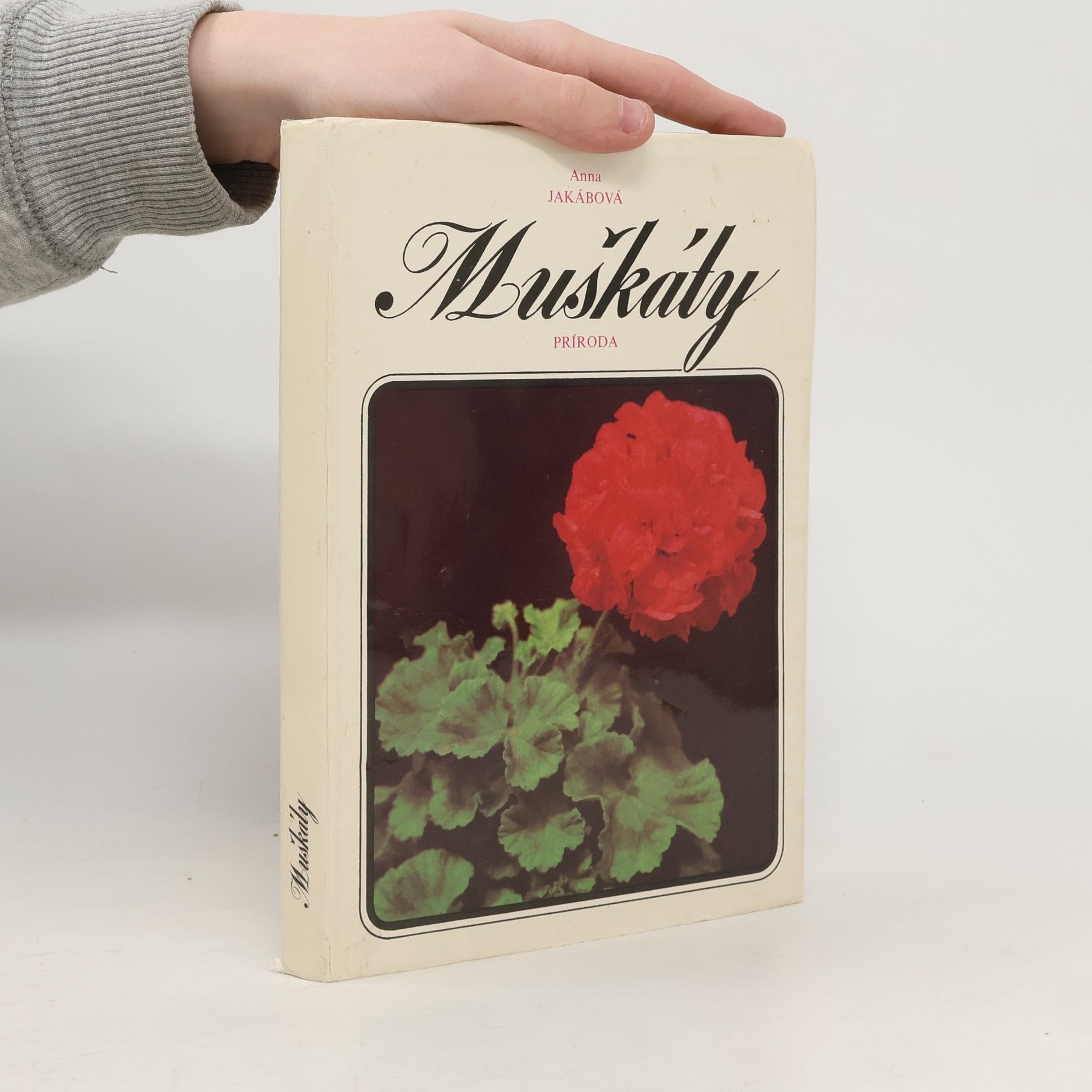 Anna Jakábová Muškáty