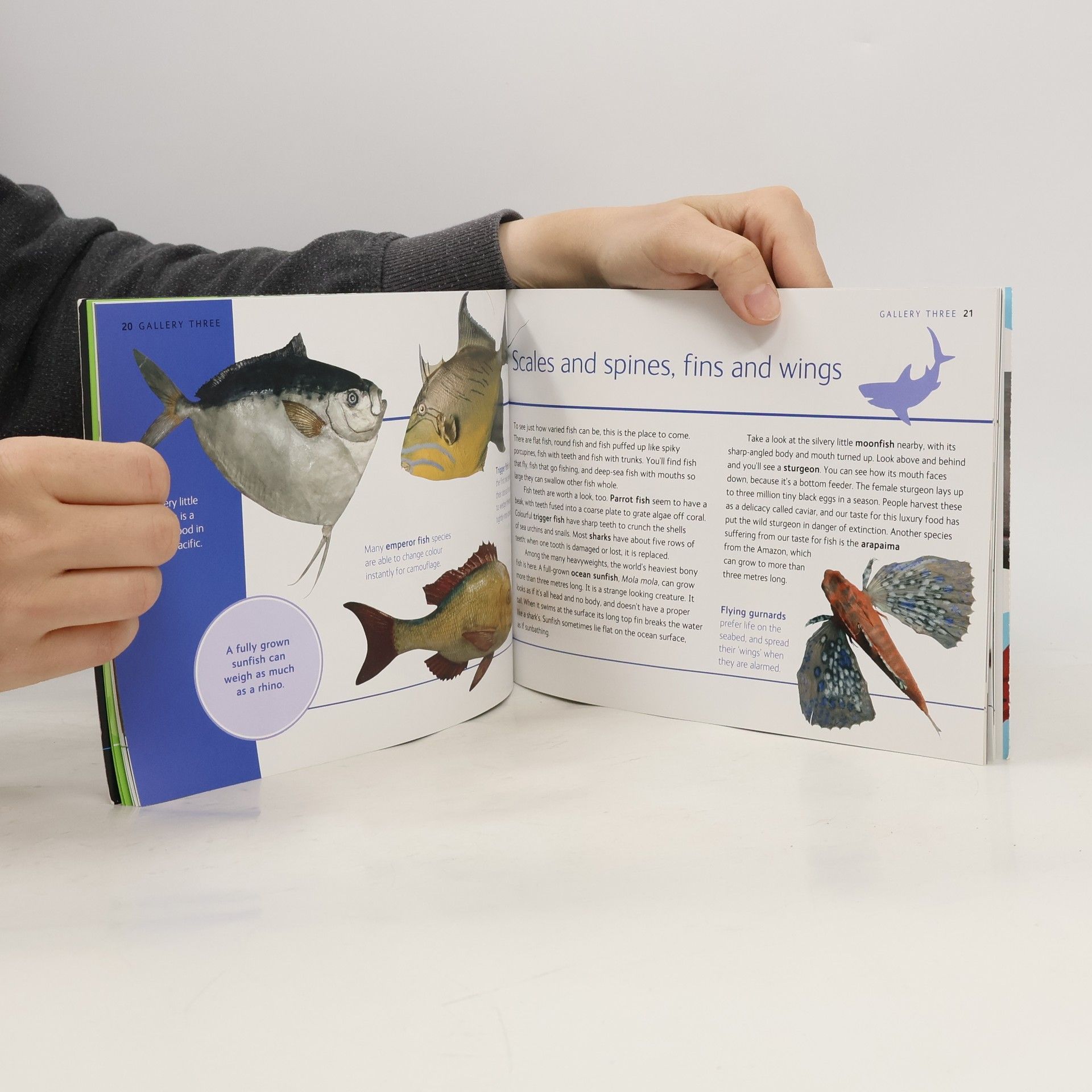 Zoological Museum (Tring, England) Visitor Guide