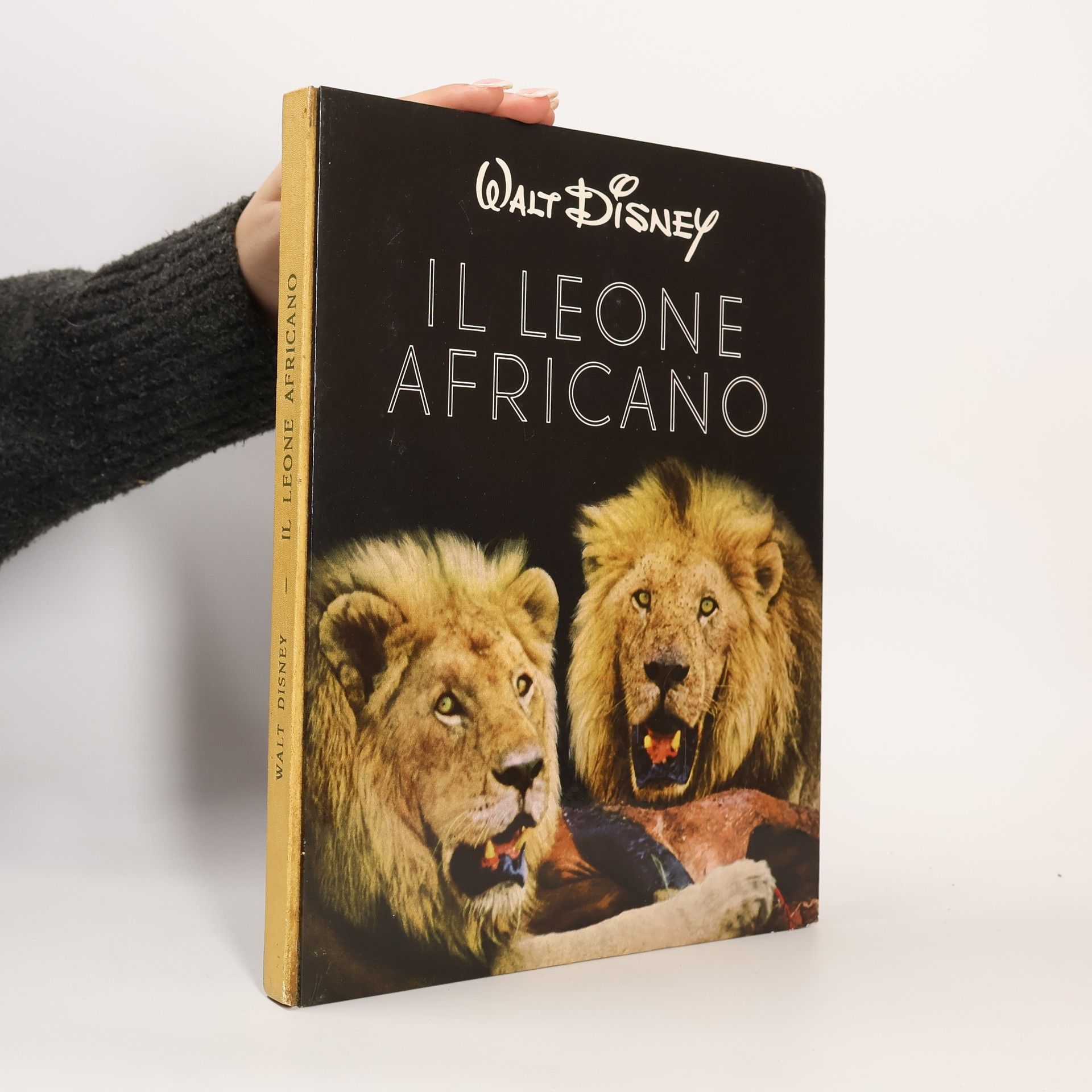 Various authors Il leone africano