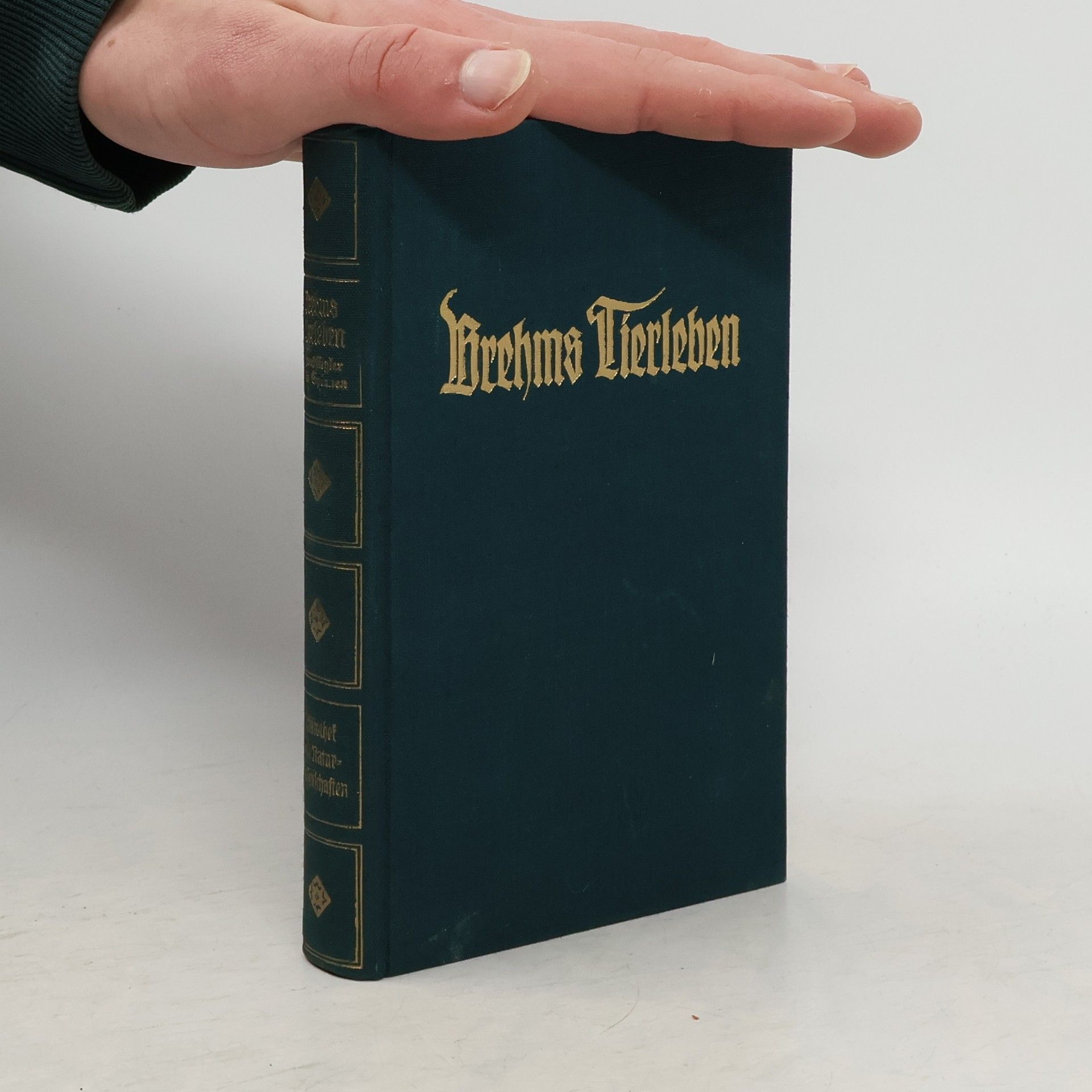 Adolf Meyer Brehms Tierleben 29