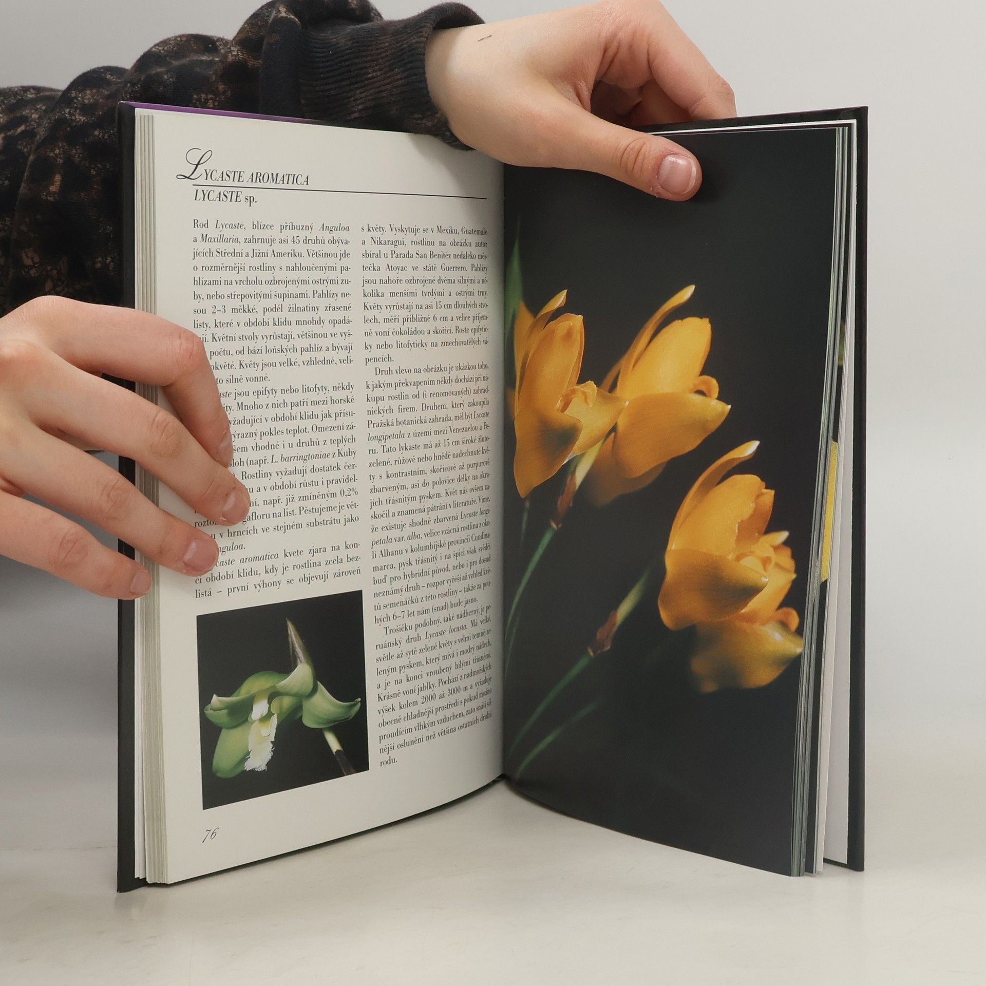 Jiří Haager Orchideje v bytě