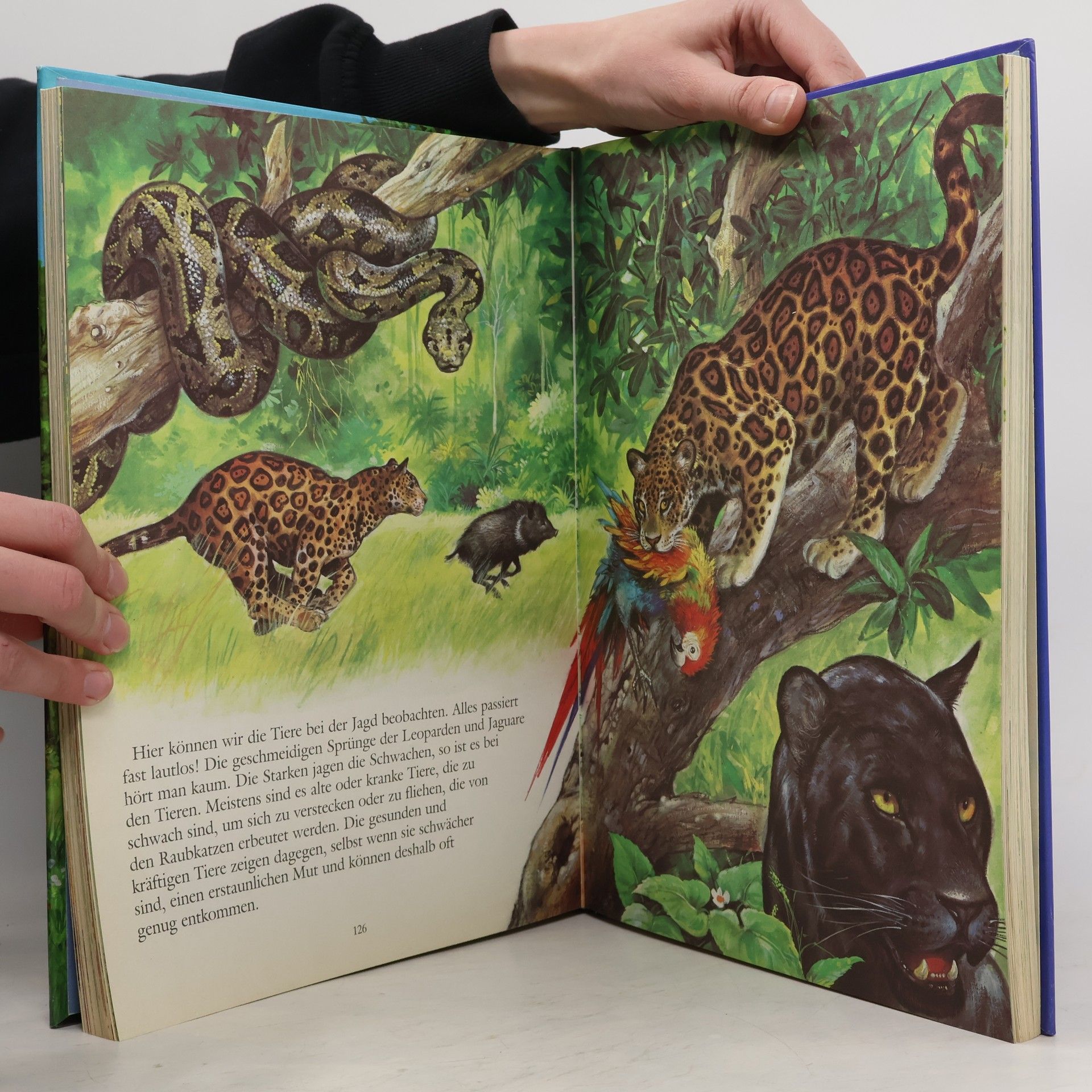 Autorenkollektiv Das supergroße Tierbuch