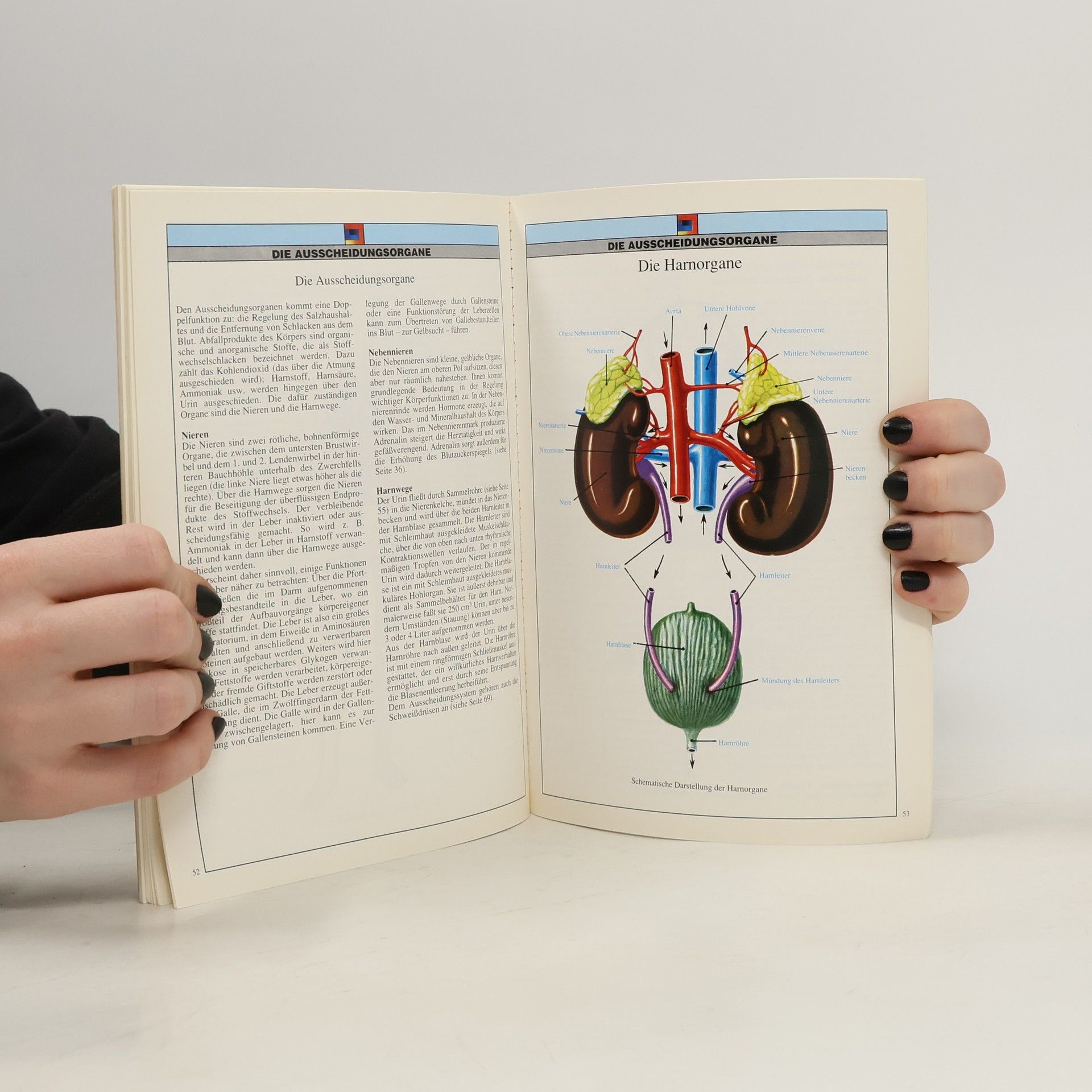 Various authors Anatomie des menschen