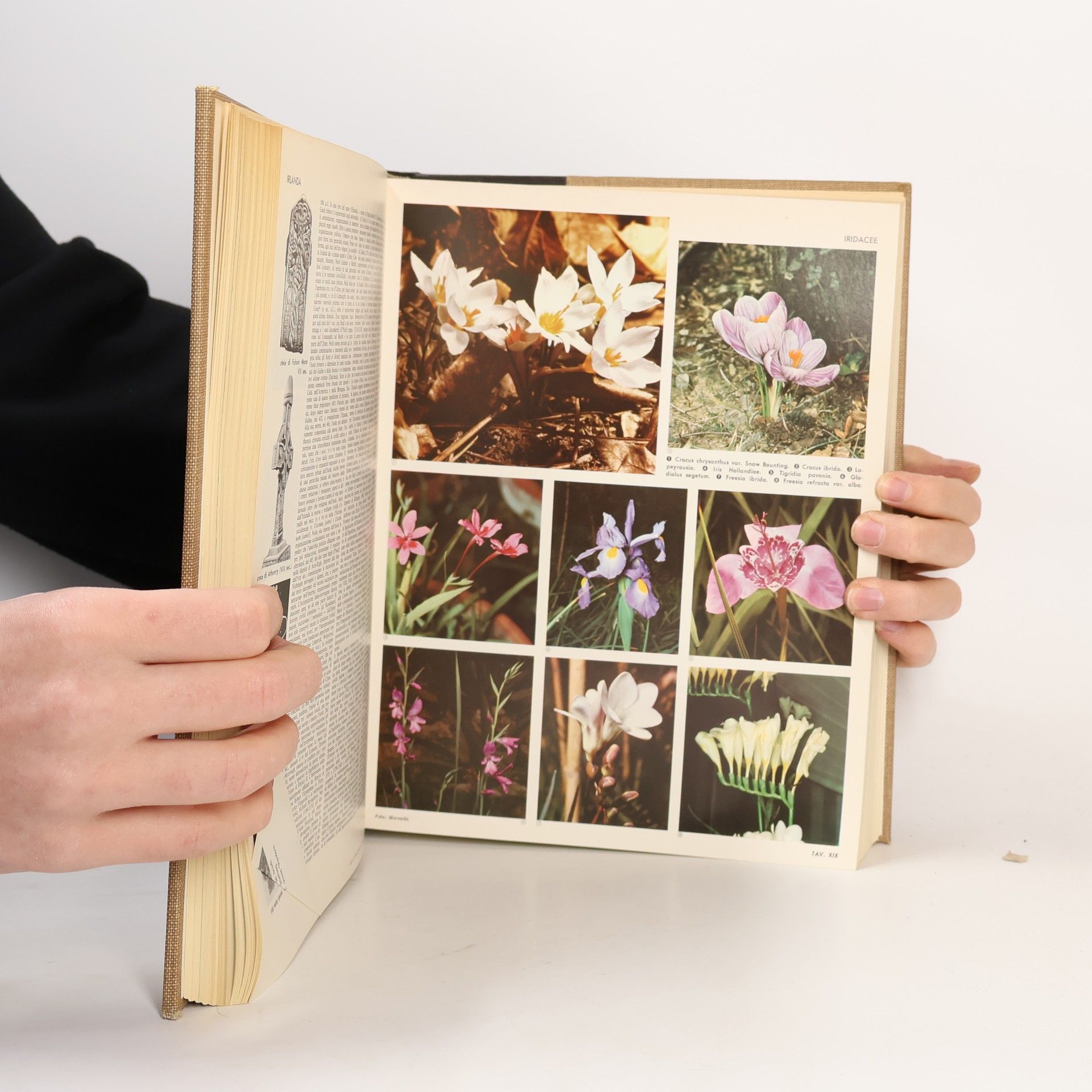 Autorenkollektiv Enciclopedia Universale Larousse VIII.
