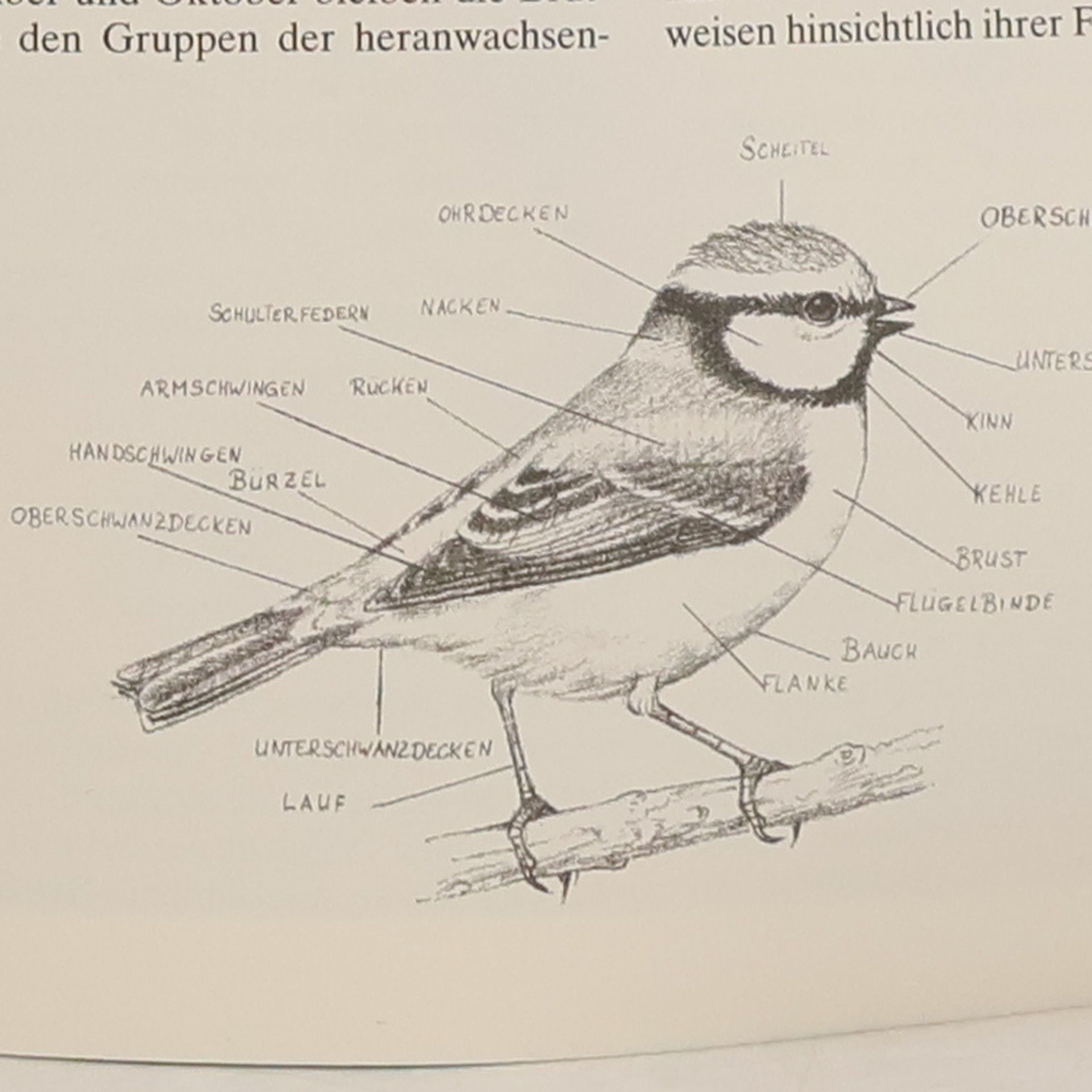 Roger Lovegrove Folg ich der Vögel wundervollen Flügen