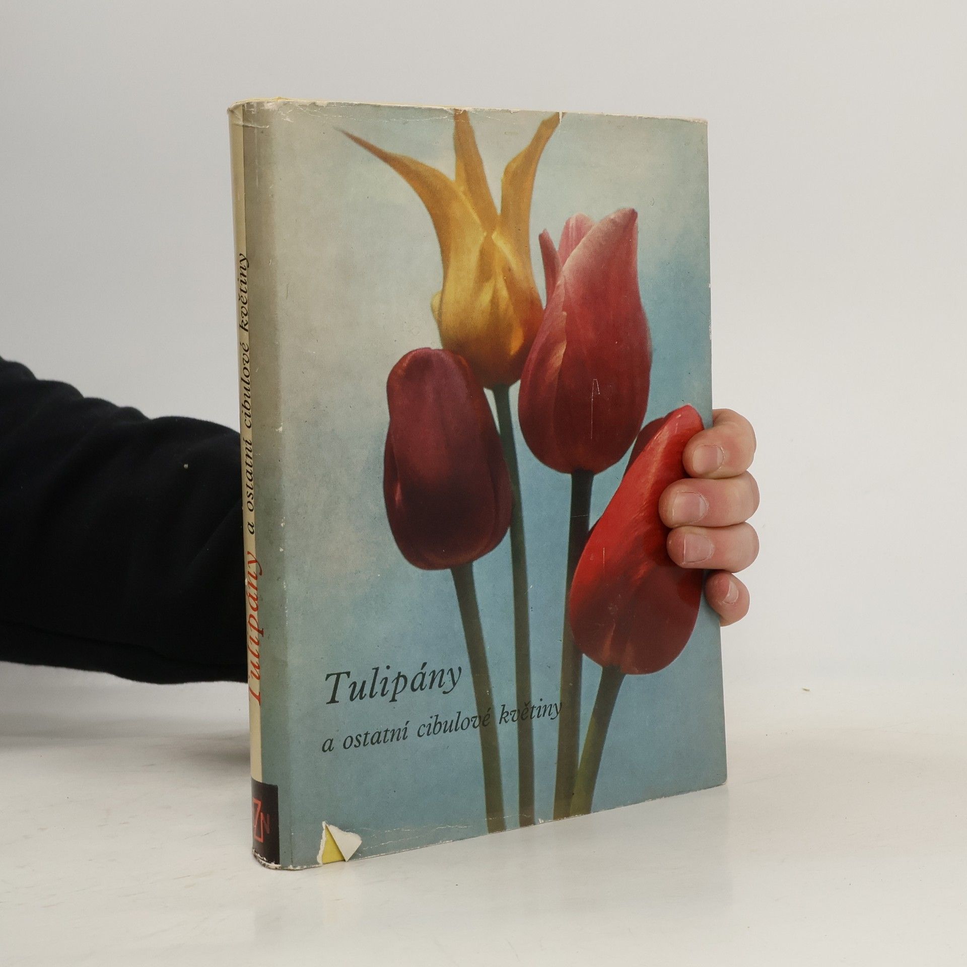 Tulipány a ostatní cibulové květiny