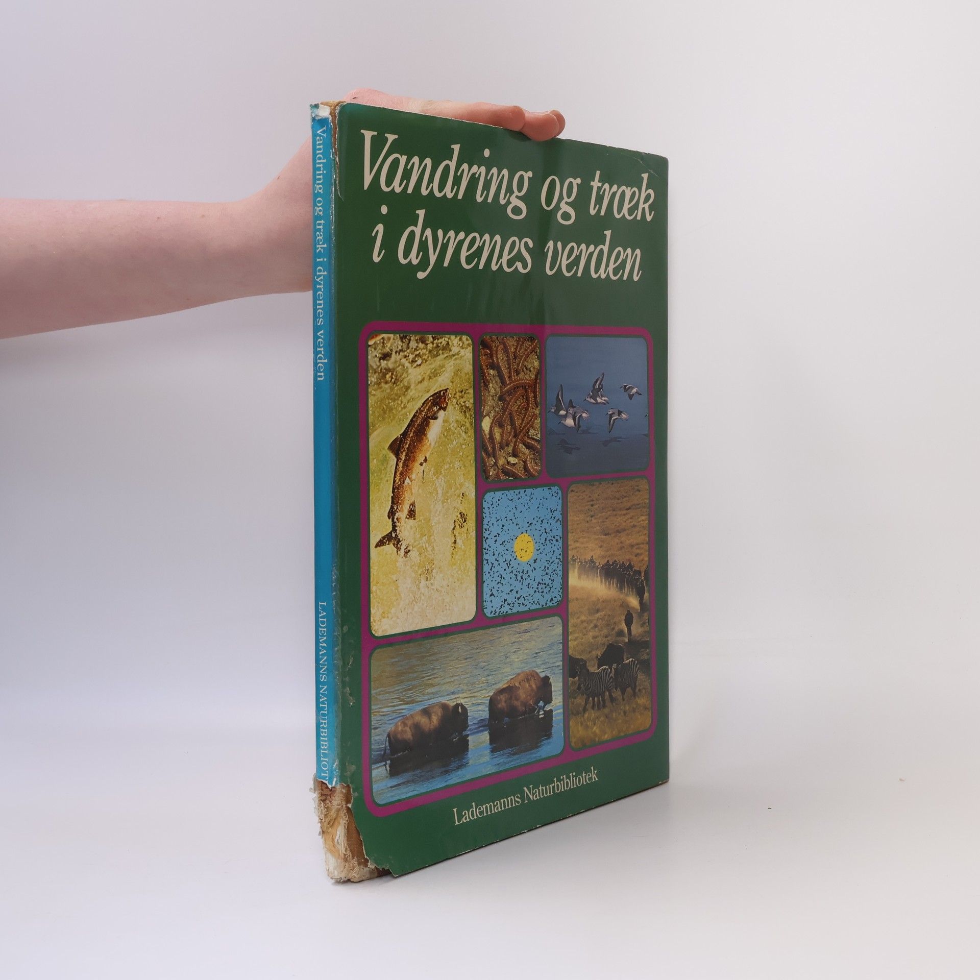 Vandring og træk i dyrenes verden