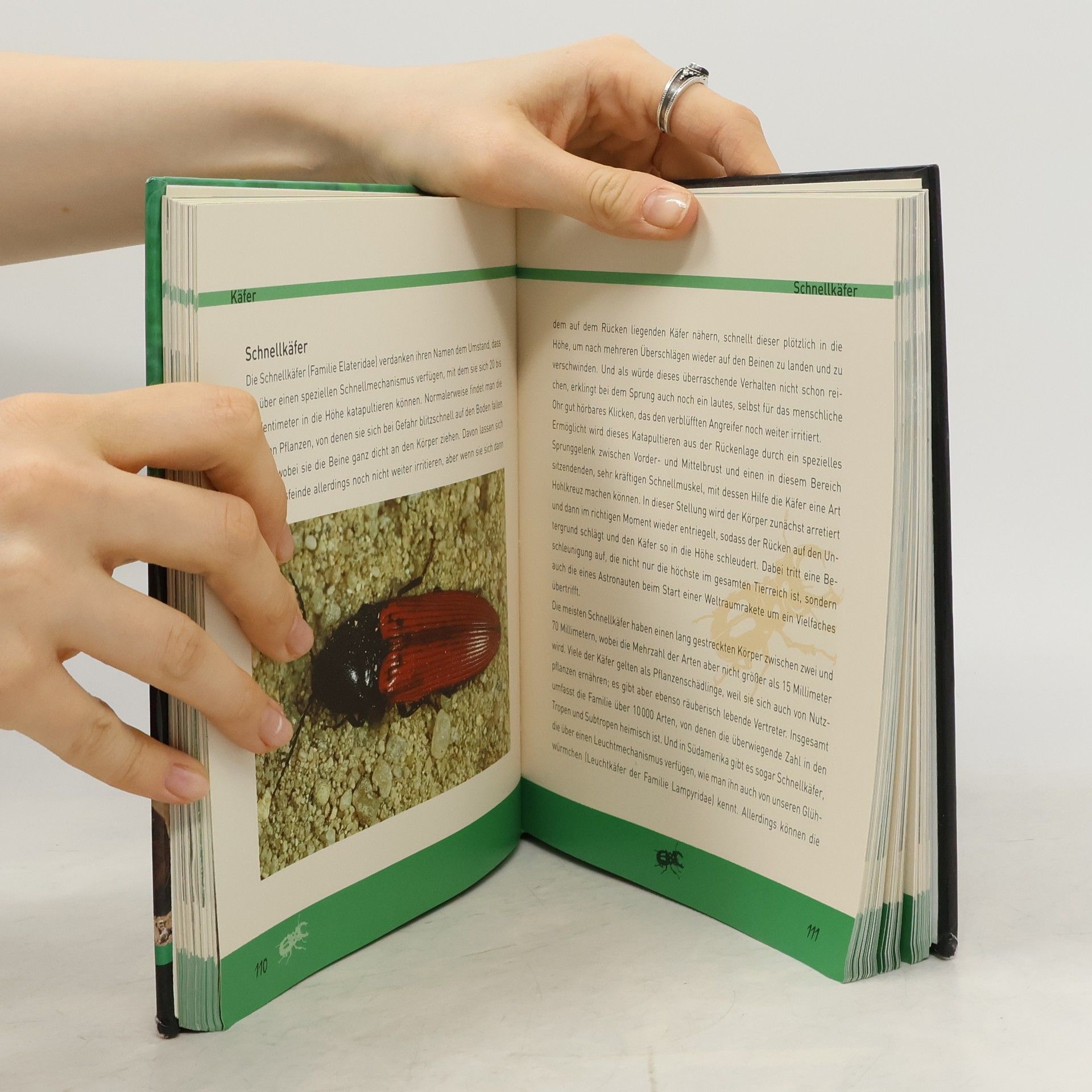 Käfer und Insekten