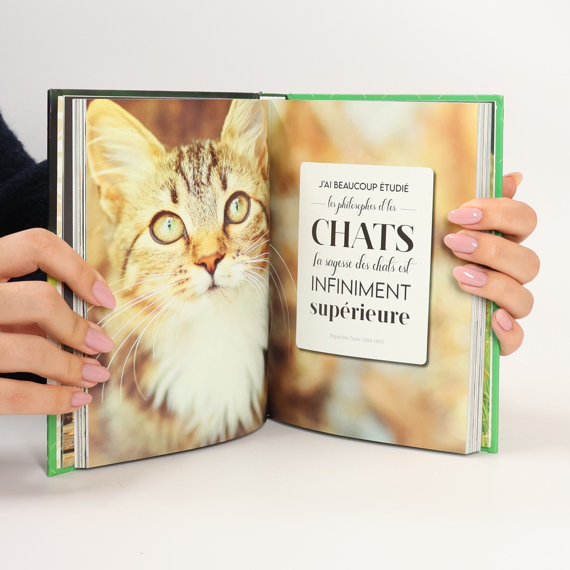 Célébrer le chat