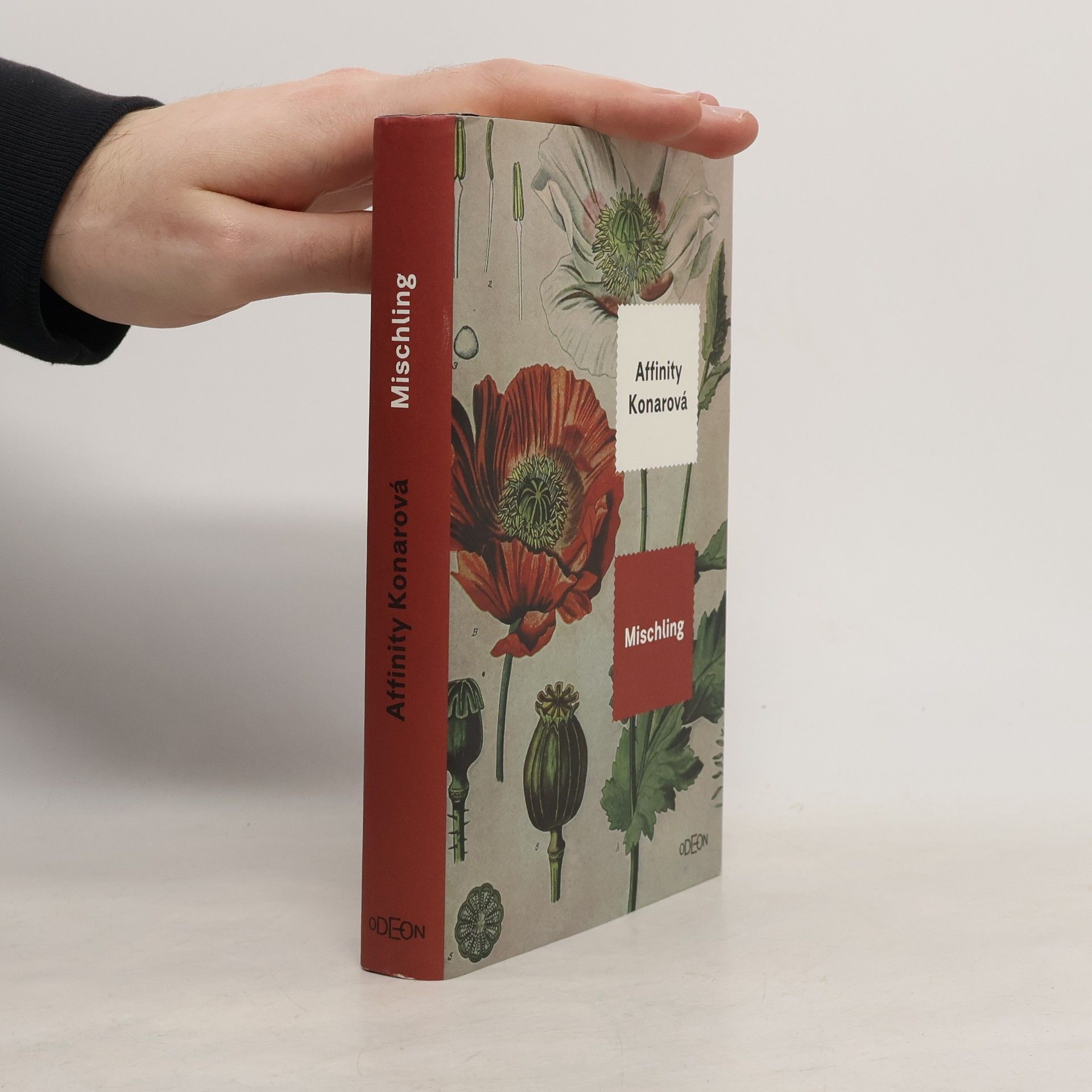 Affinity Konar Mischling