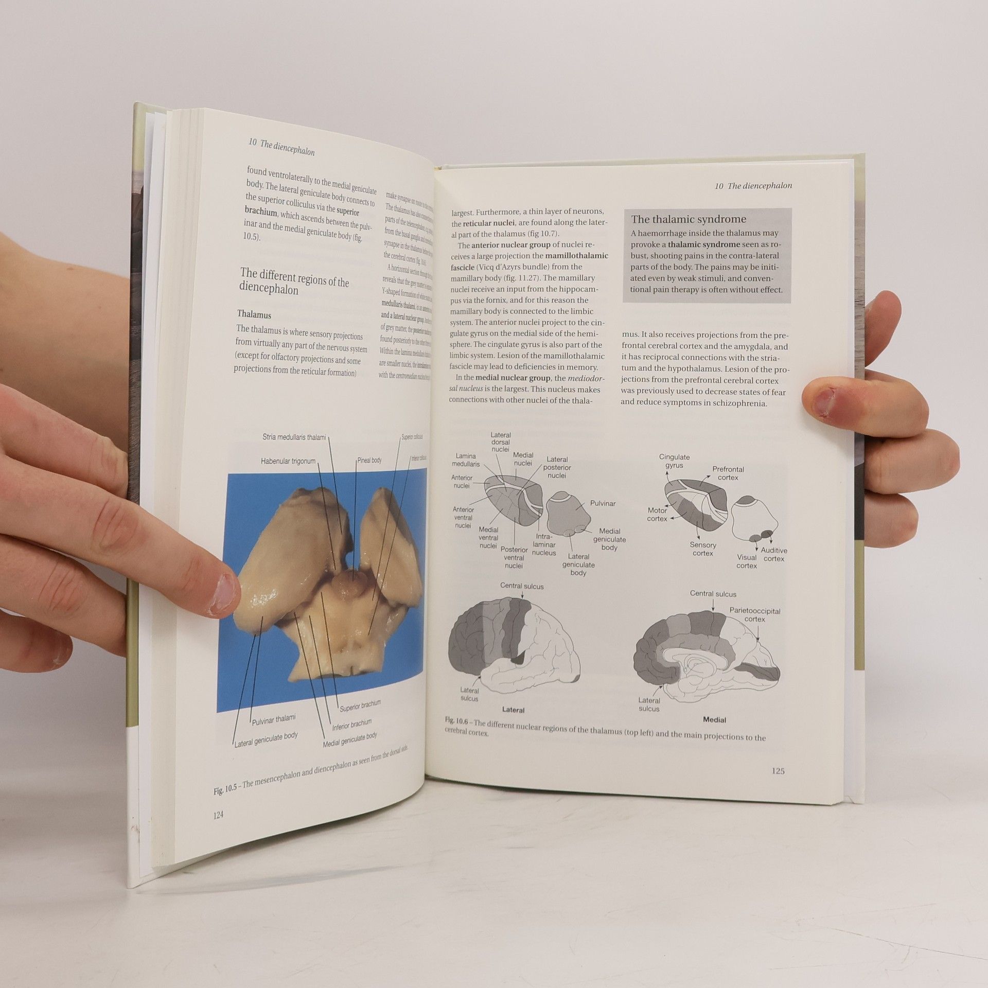 Torben Moos Basic Neuroanatomy