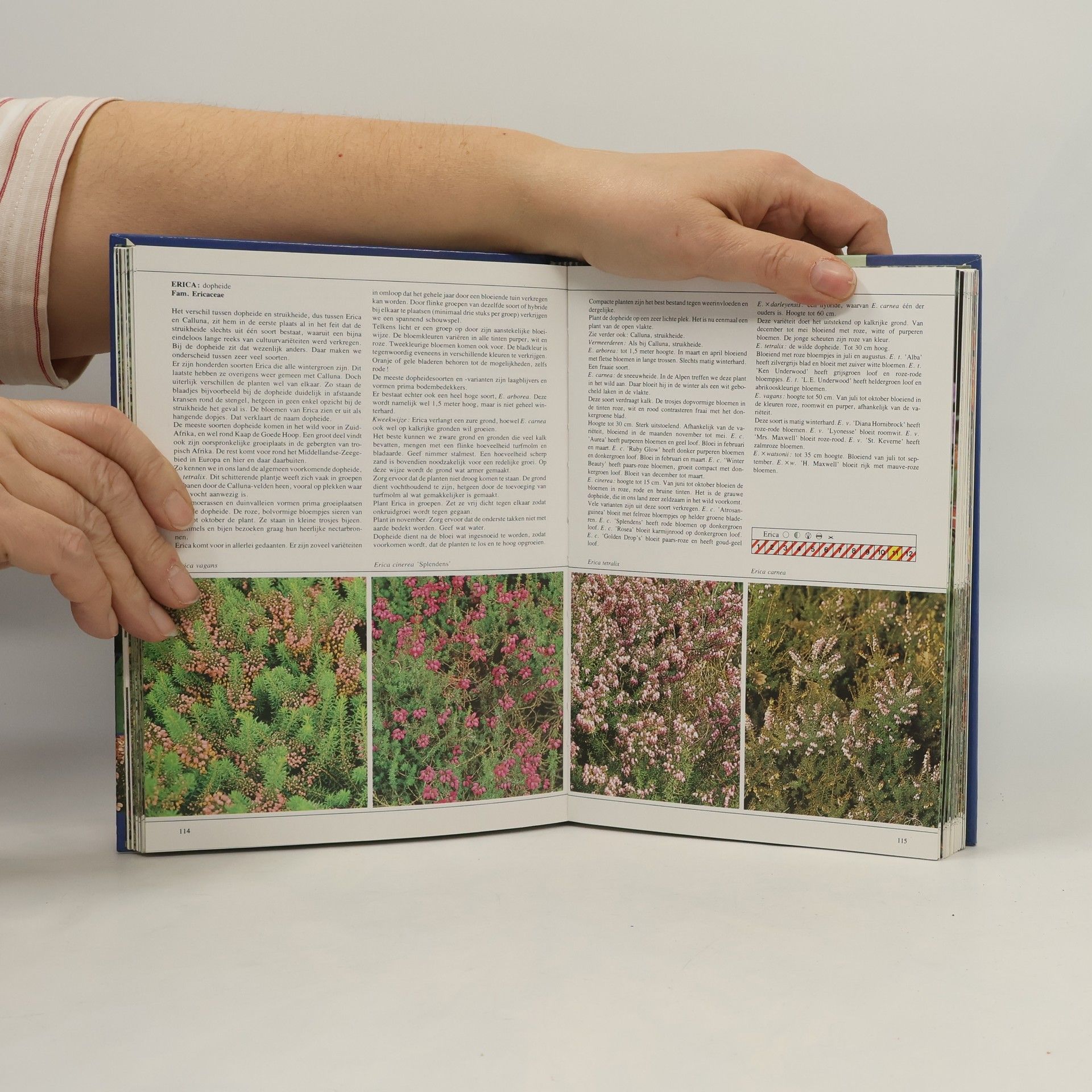 van A. Wijlen Deltas grote tuinplanten encyclopedie