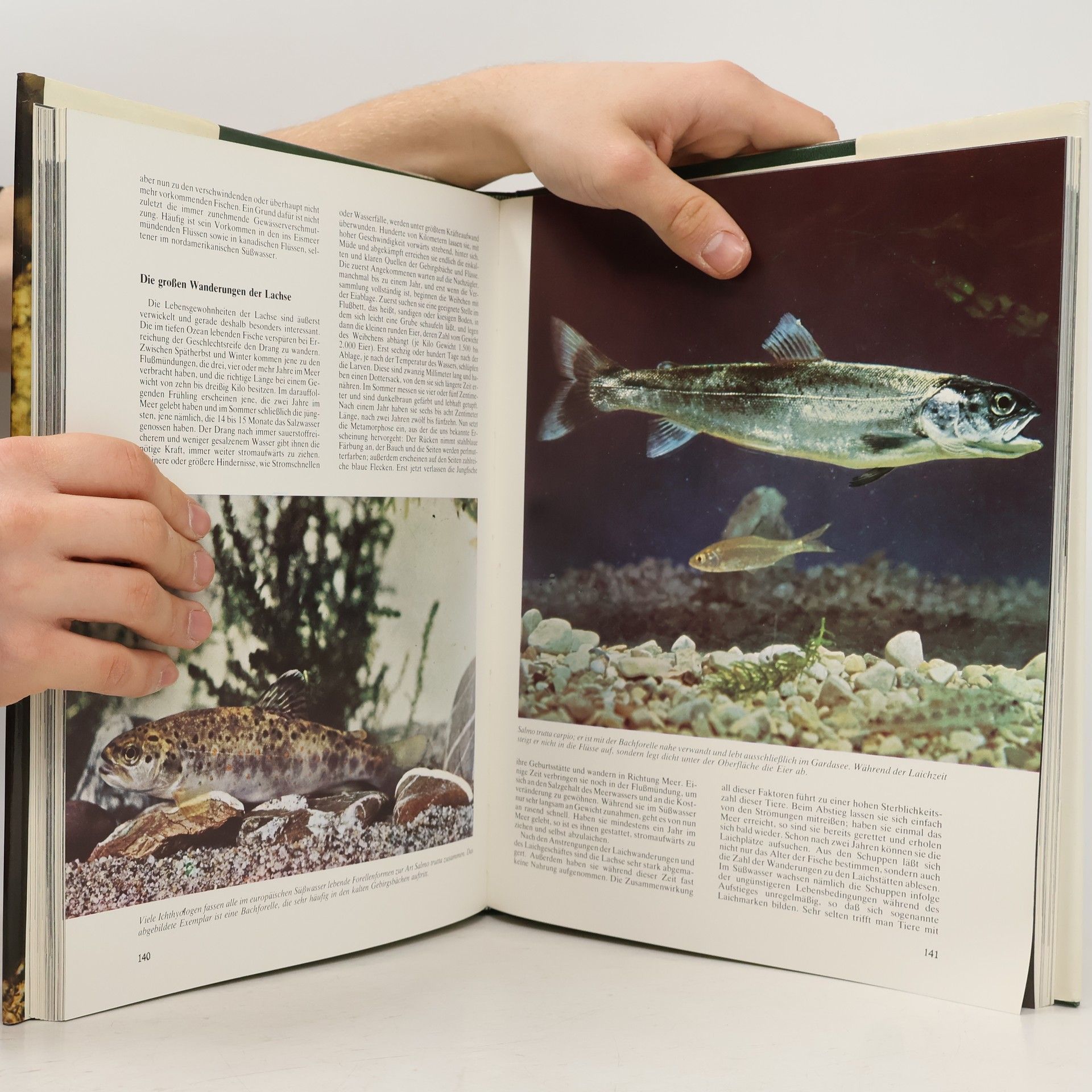 Autorenkollektiv Wunder unter dem Wasserspiegel 8. Fische