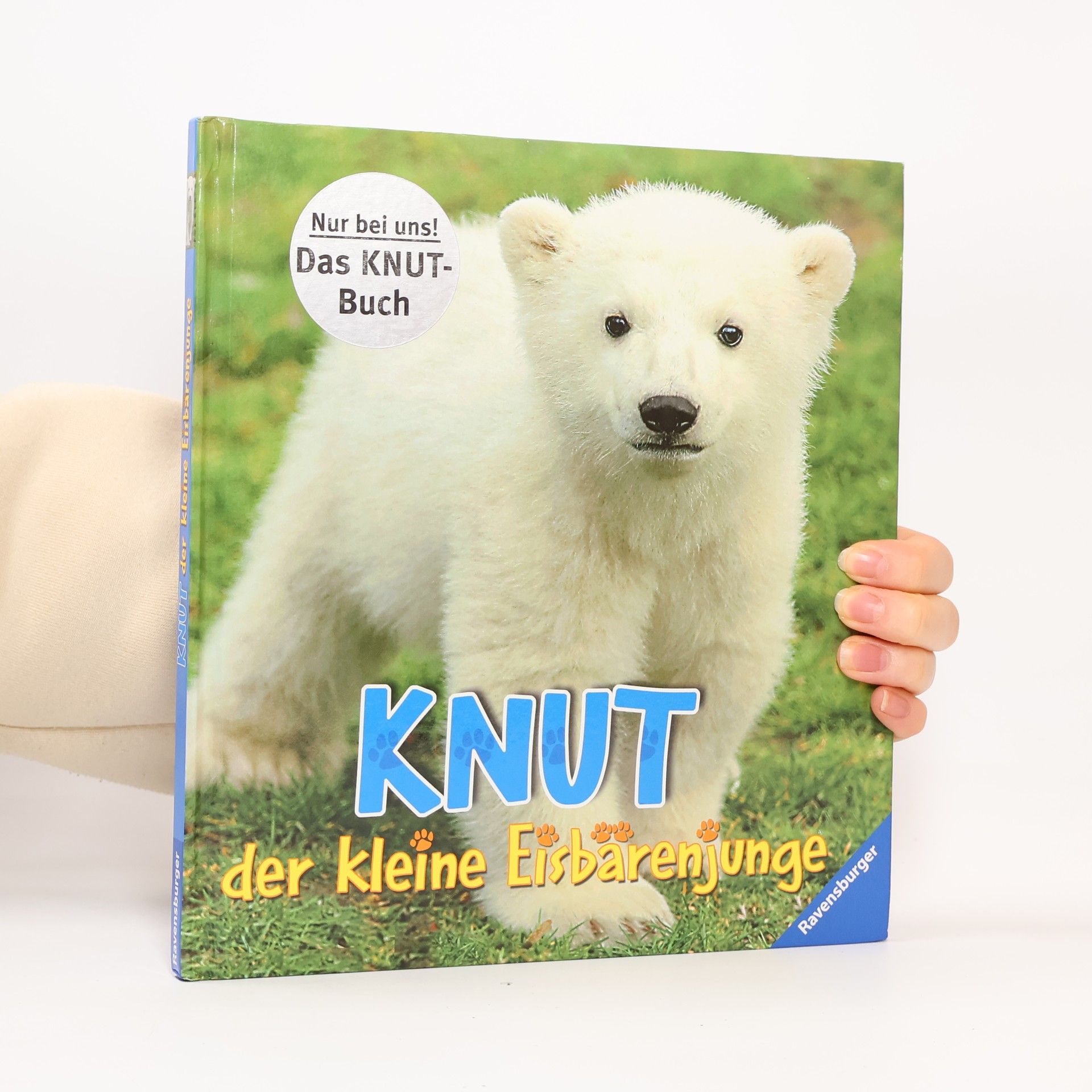 Knut: der kleine Eisbärenjunge