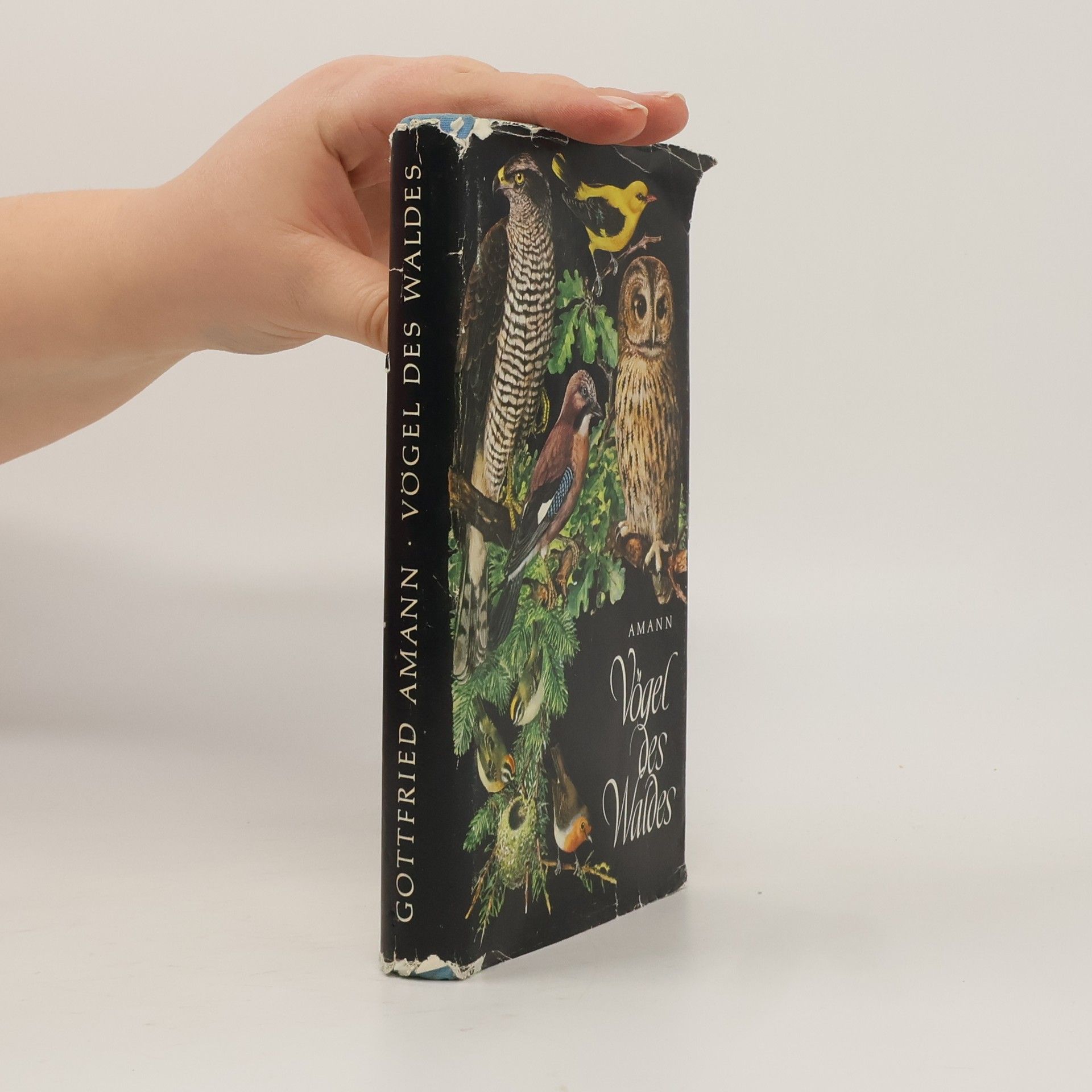 Gottfried Amann Vögel des Waldes