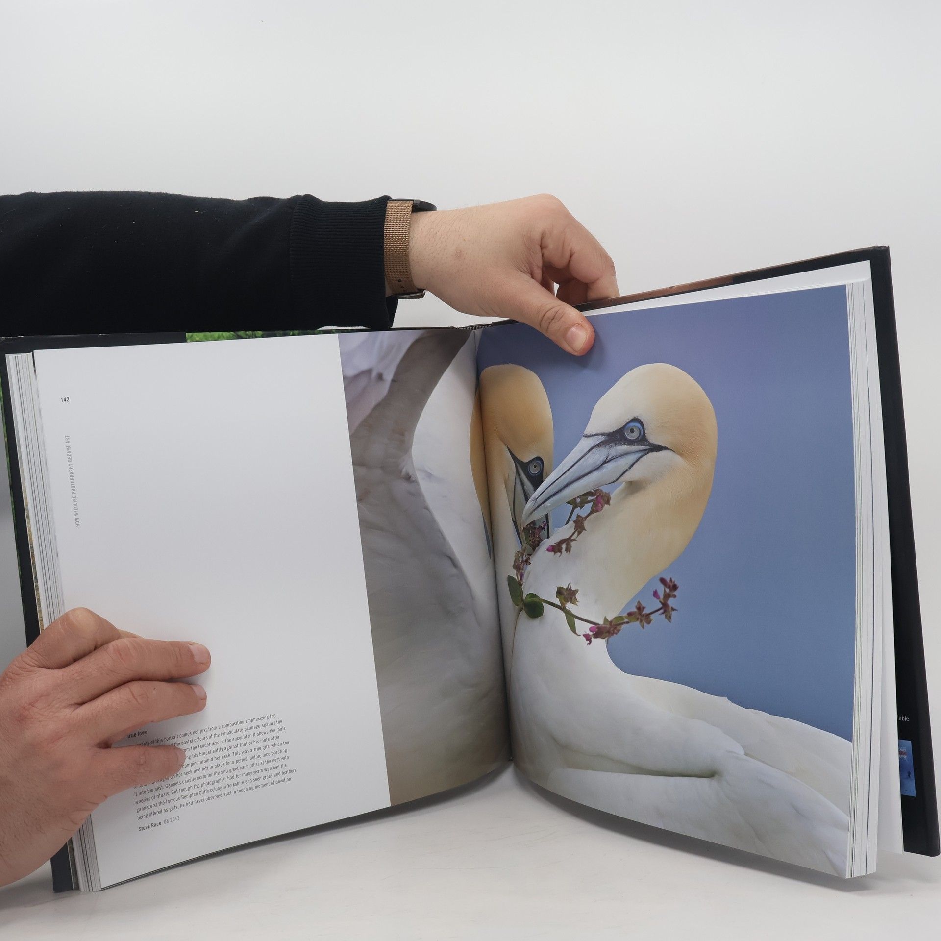 The Natural History Museum How Wildlife Photography Became Art