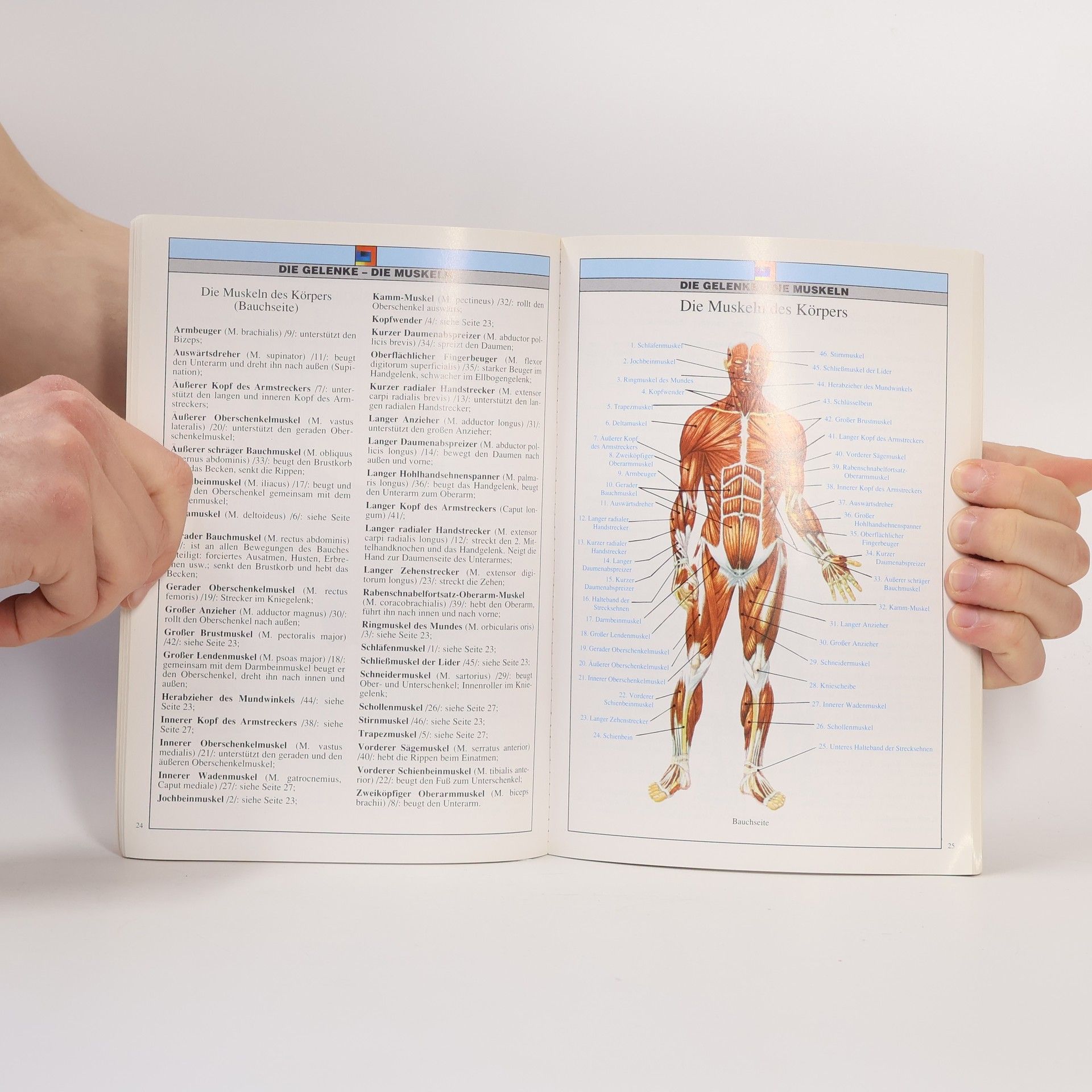 Autorenkollektiv Anatomie des menschen