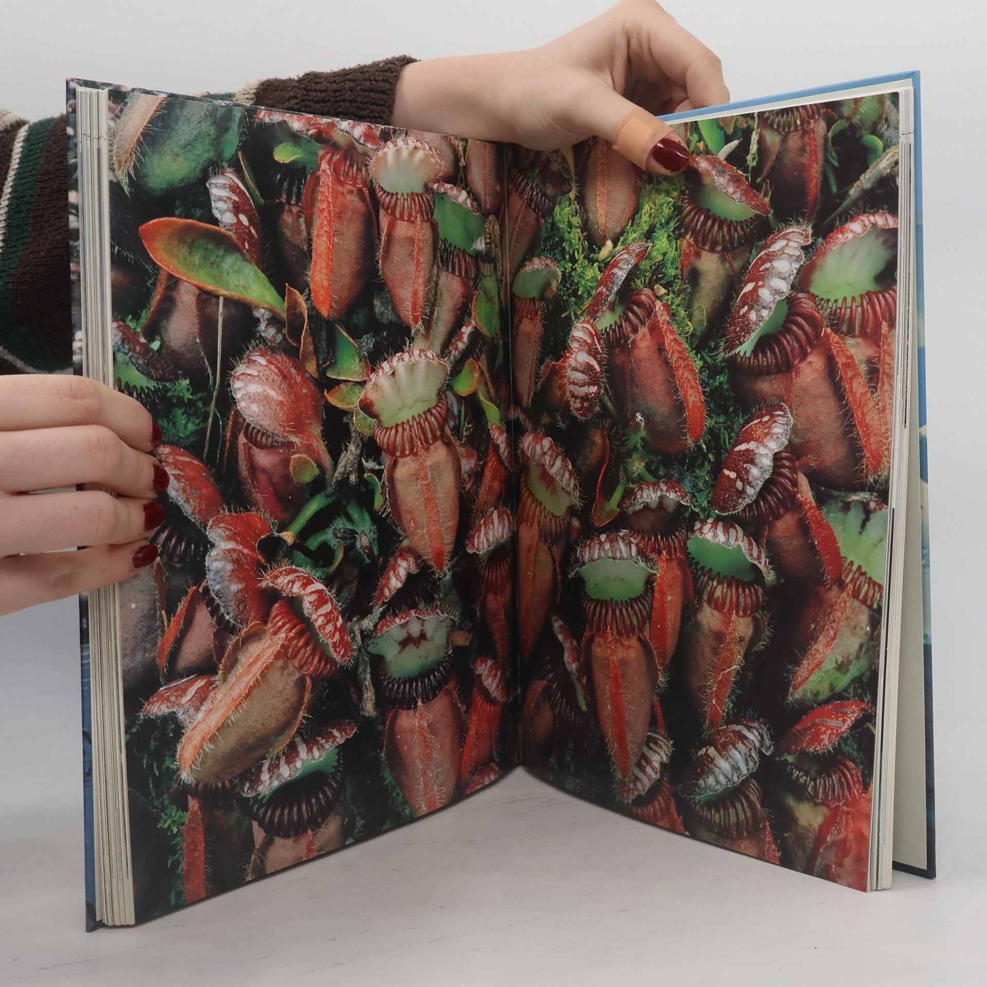 Steve Cox The Earth, Its Wonders, Its Secrets: Nature's Masterpieces