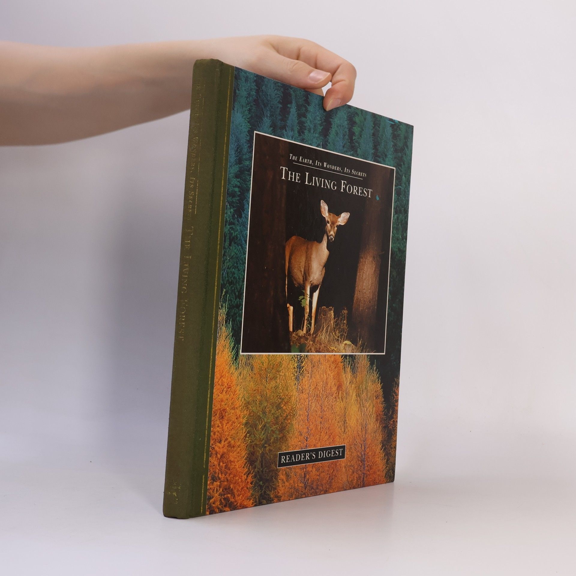 Jane MacAndrew The Living Forest