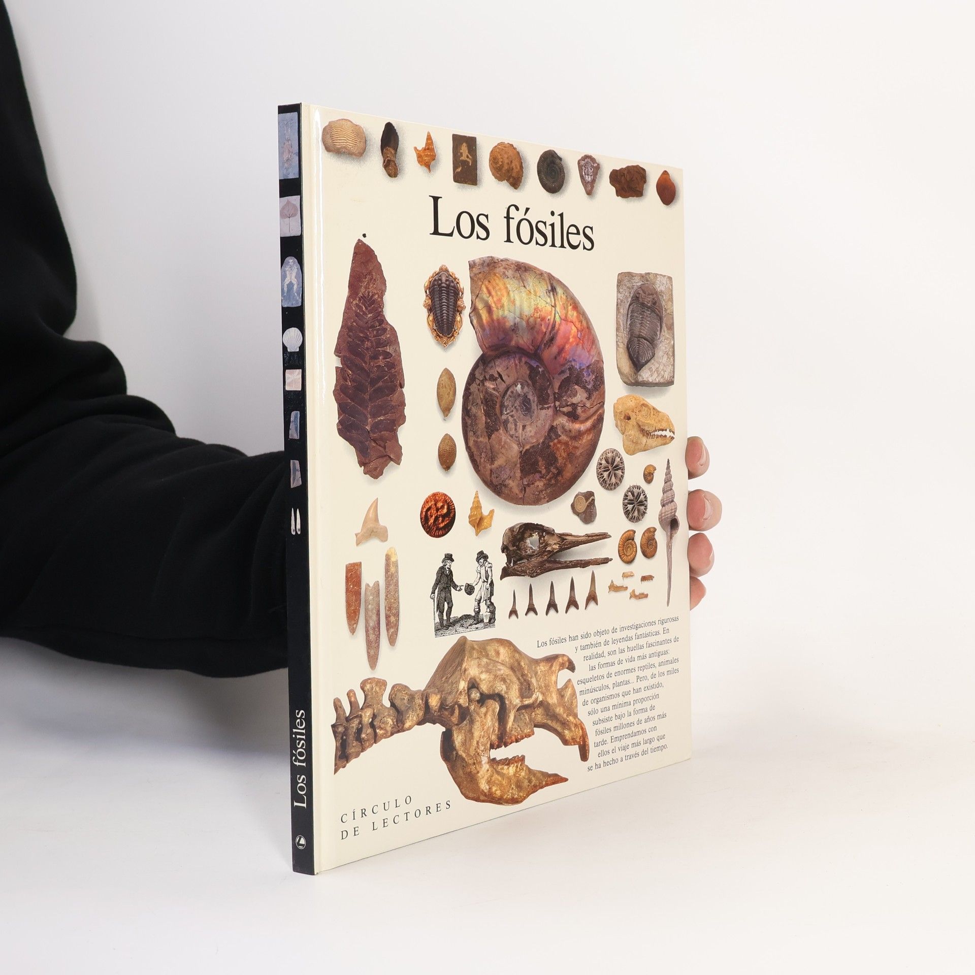 Paul D. Taylor Los Fósiles