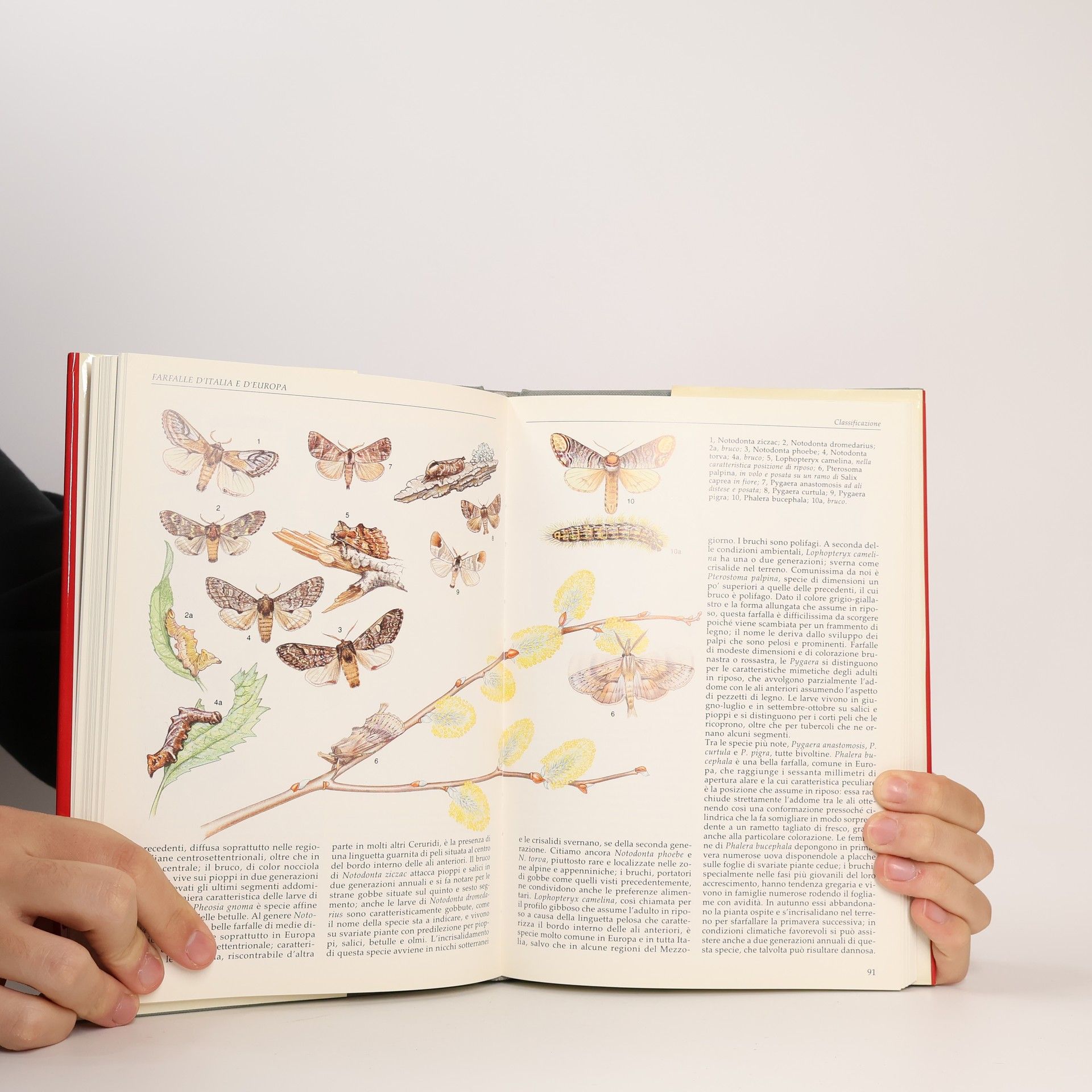 Gabriele Pozzi Le Guide di Airone: Farfalle d'Italia e d'Europa