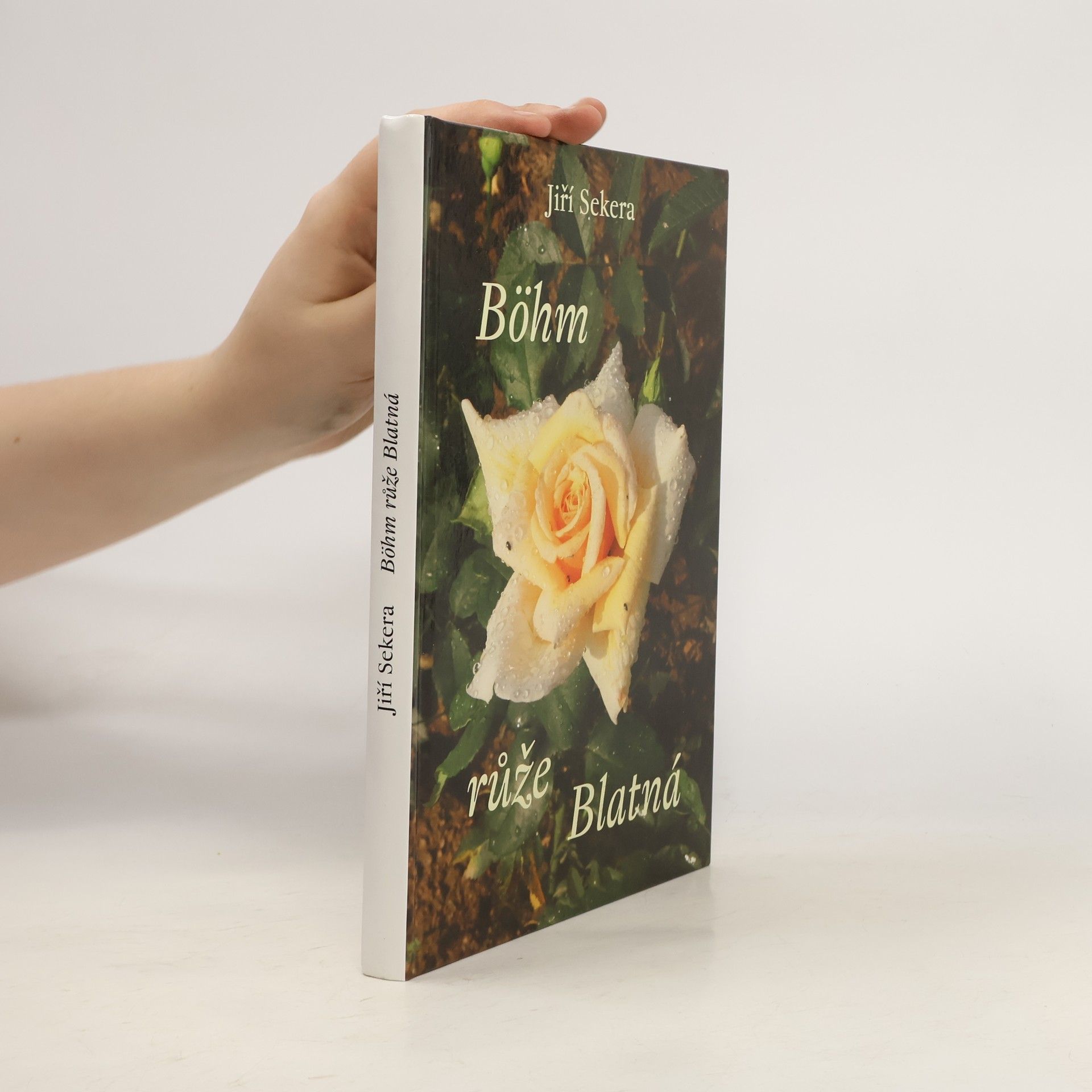 Böhm růže Blatná