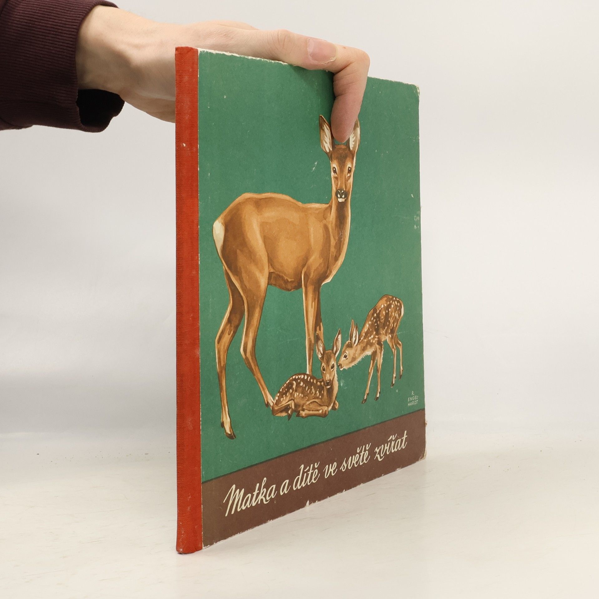 Kolektív autorov Matka a dítě ve světě zvířat