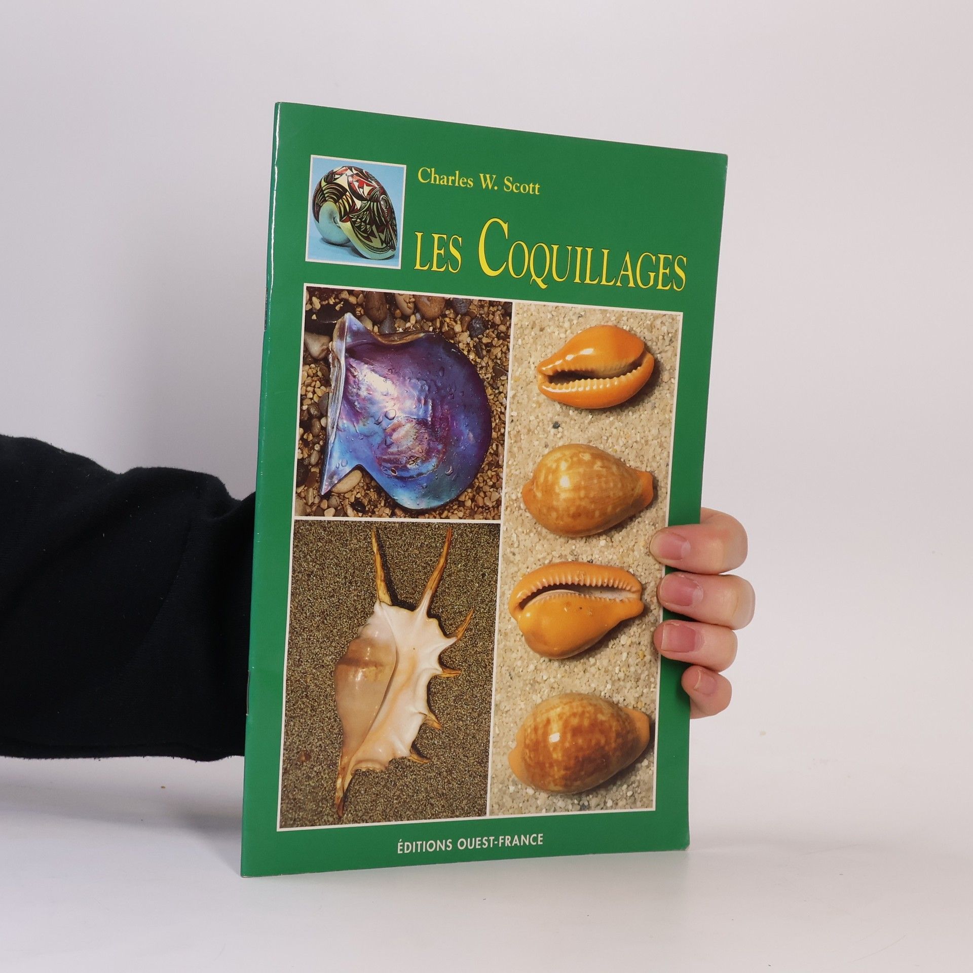 Angeletti Sergio Les coquillages