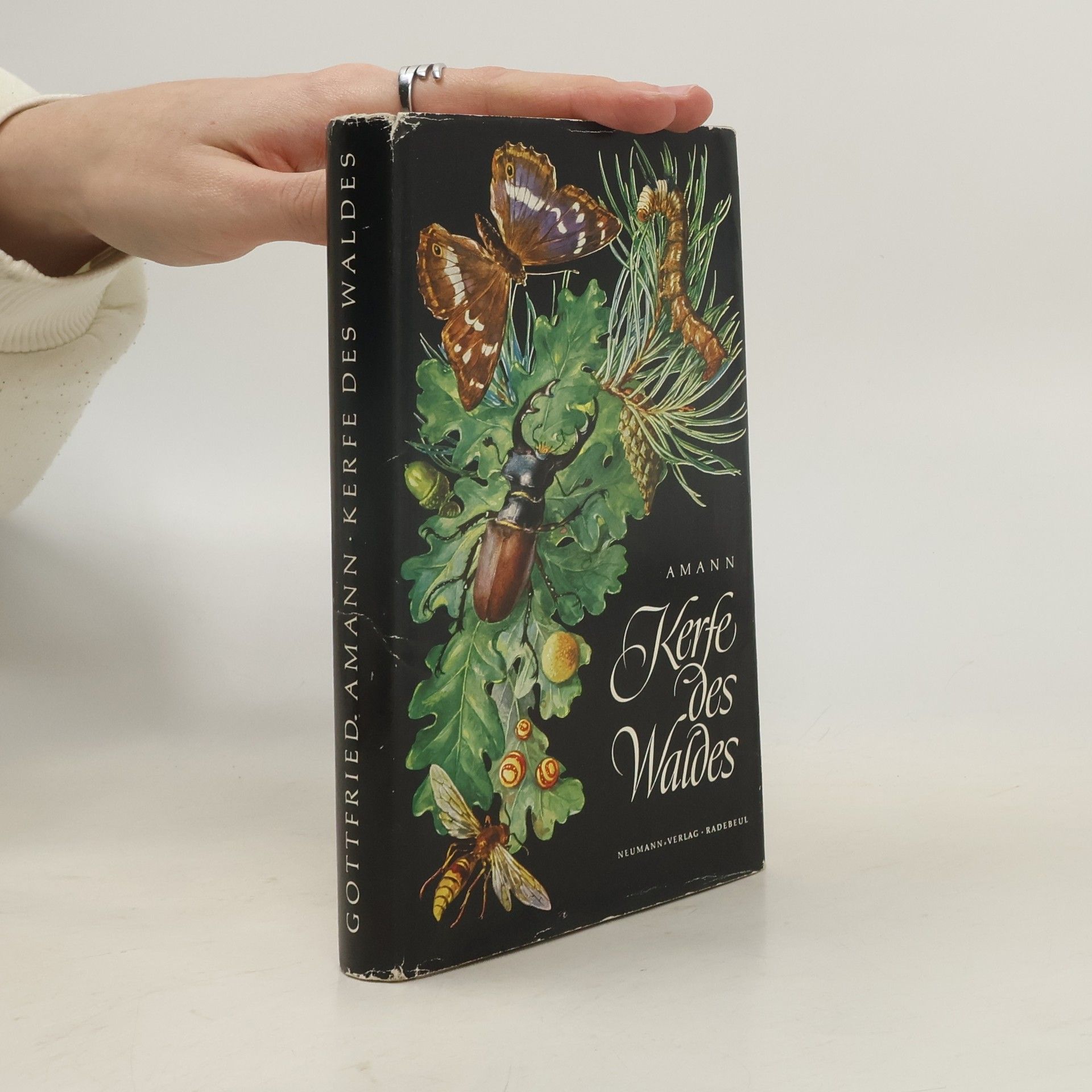 Gottfried Amann Kerfe des Waldes