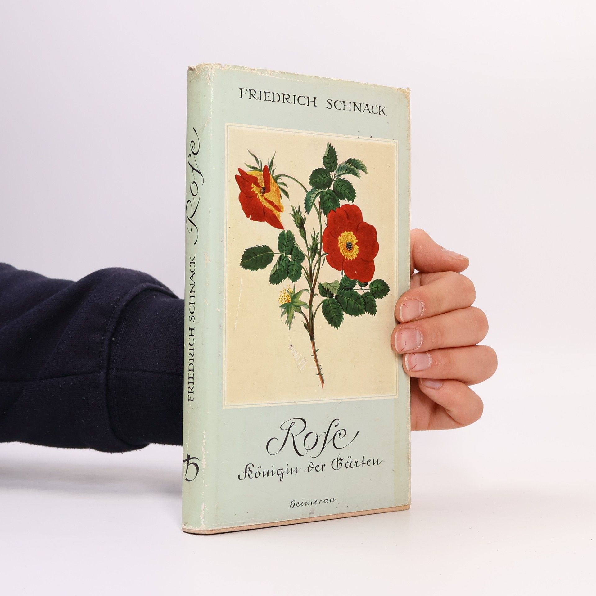 Friedrich Schnack Rose