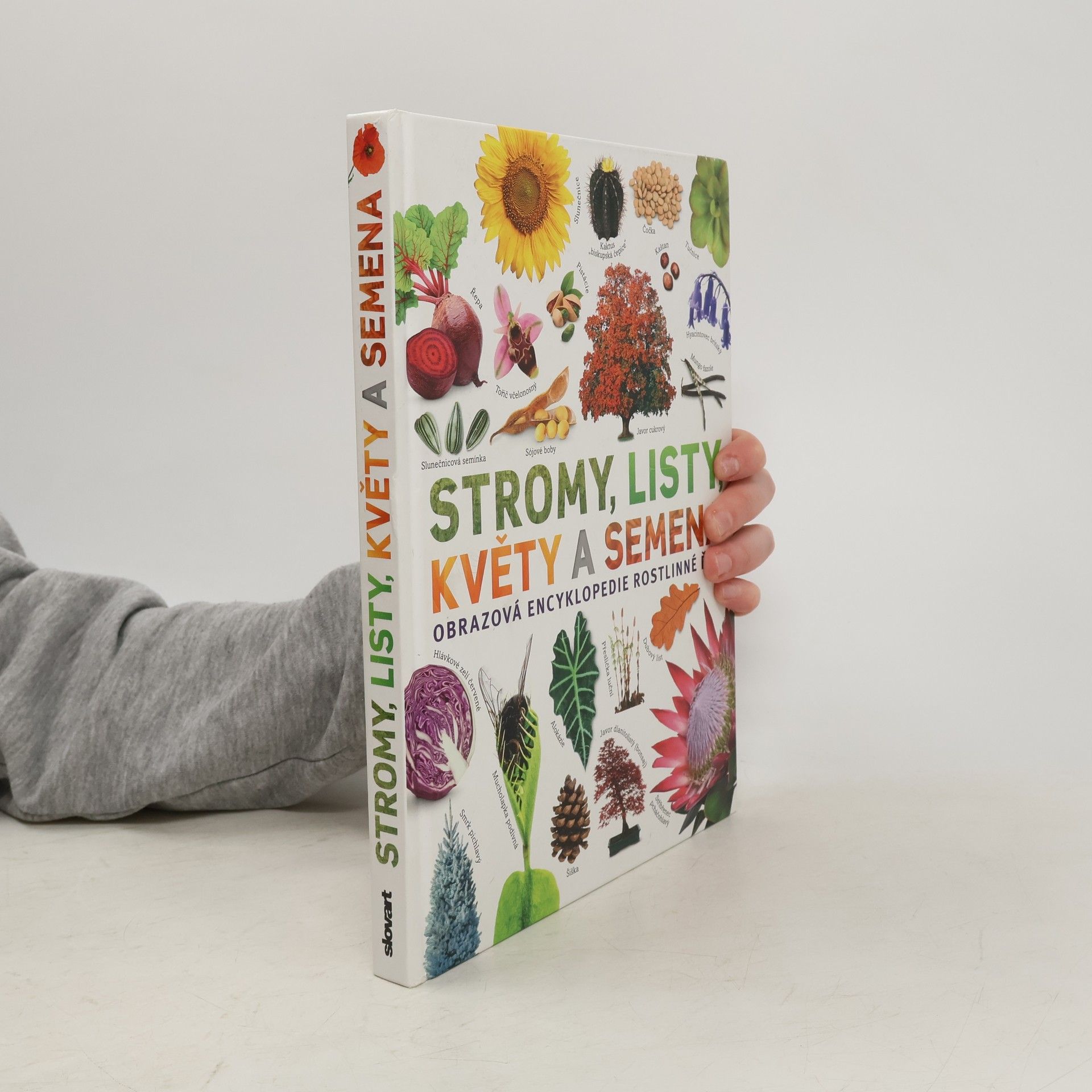 Sarah Jose Stromy, listy, květy a semena