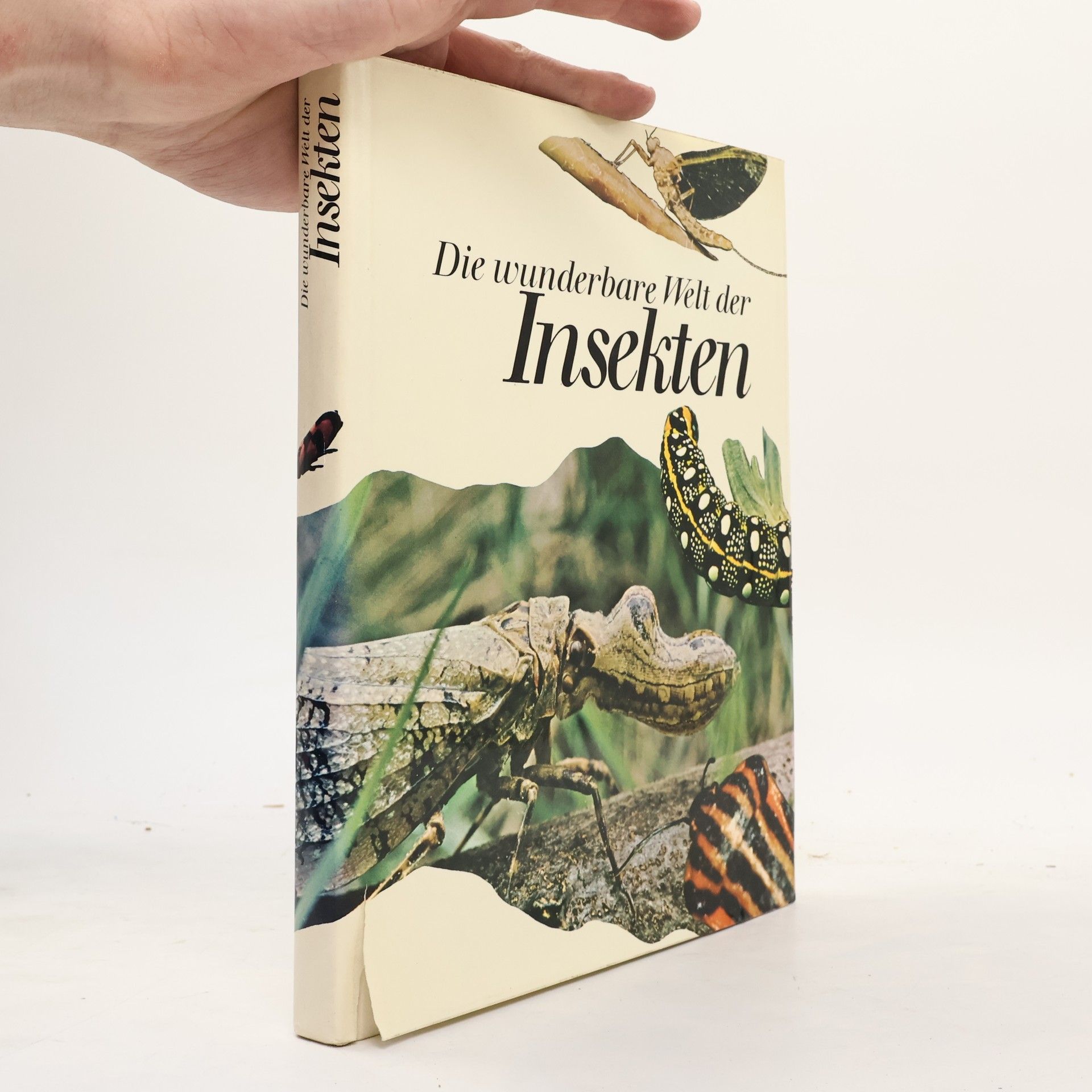 Michel Haguenoer Die wunderbare Welt der Insekten