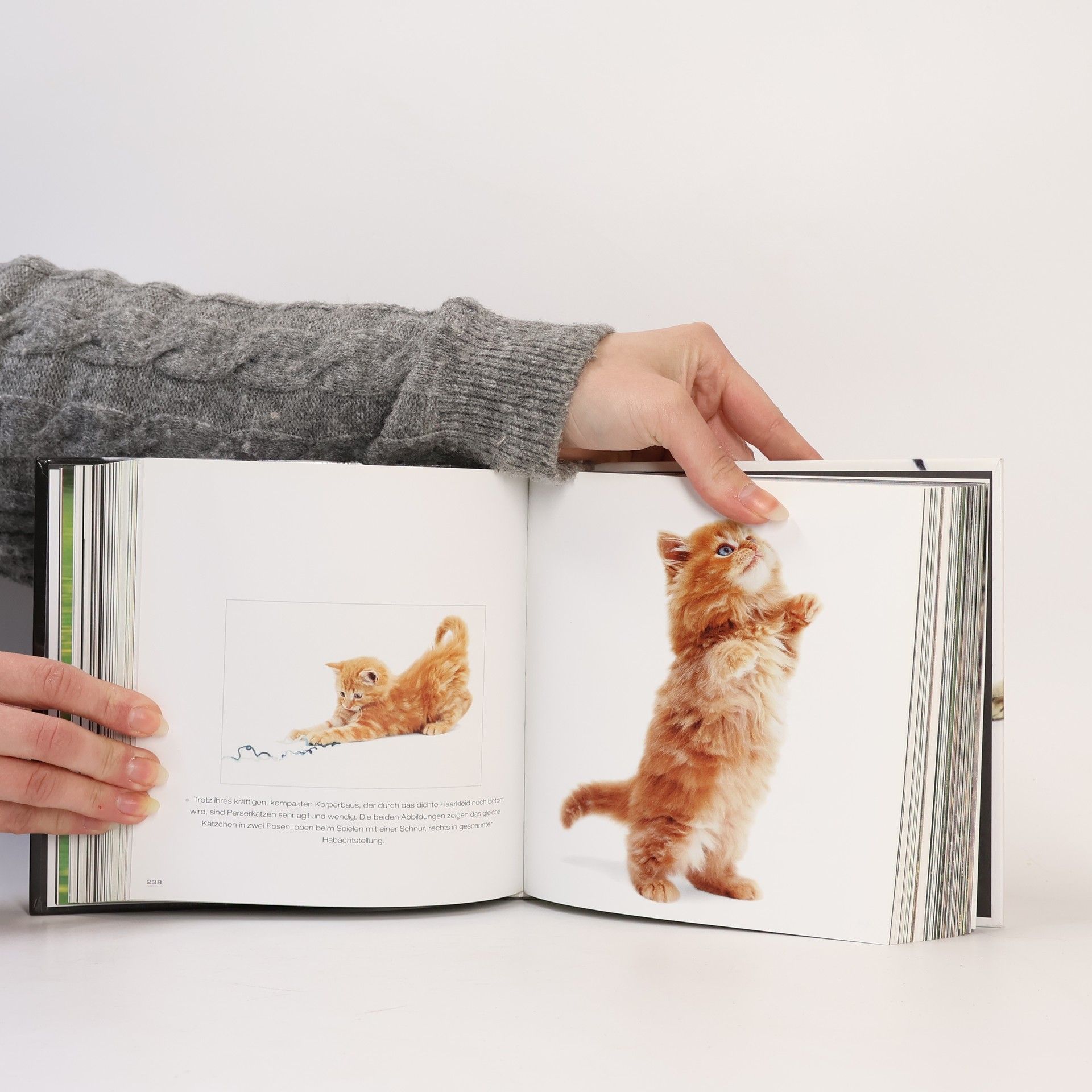 CubeBook Katzen