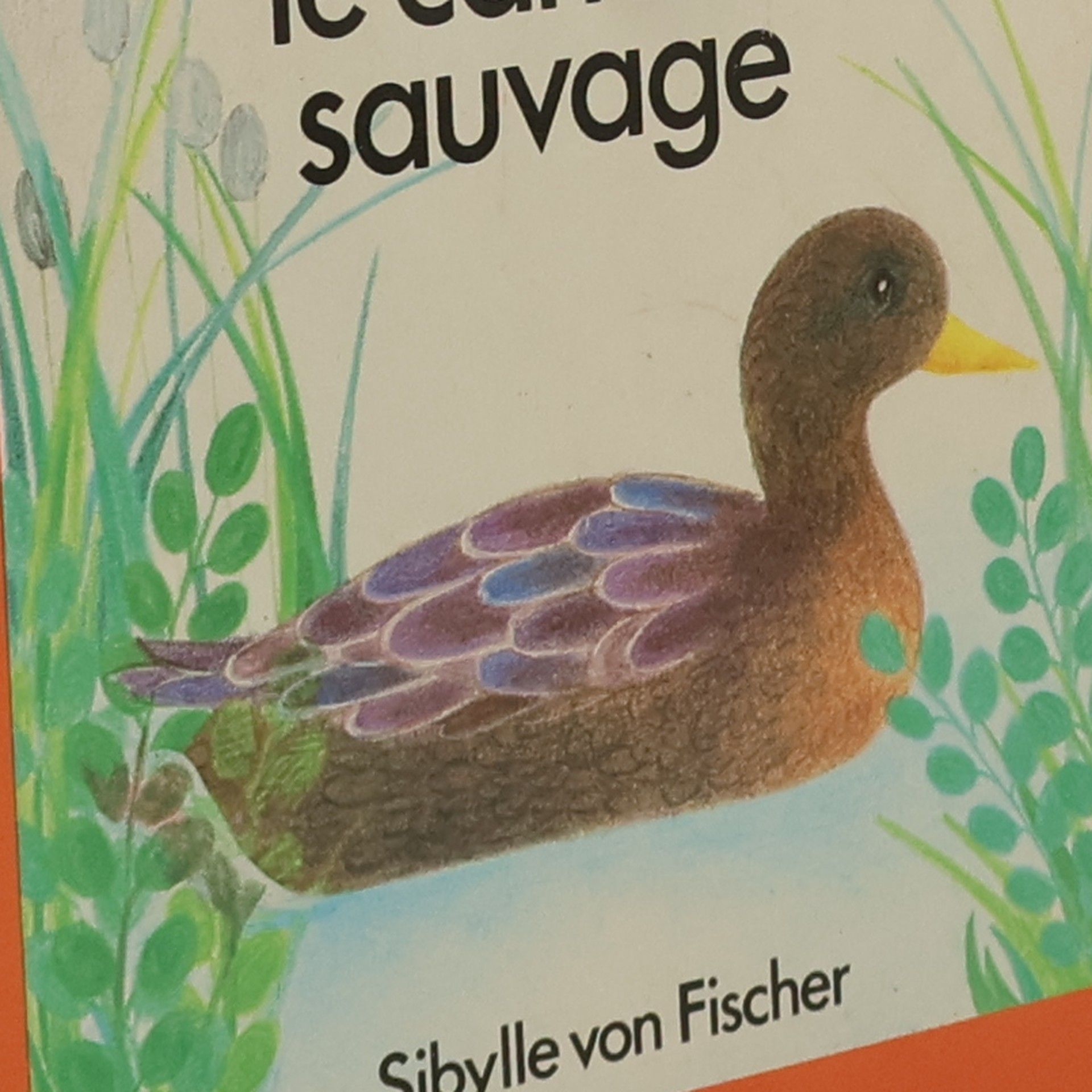 Sibylle von Fischer Le Canard sauvage