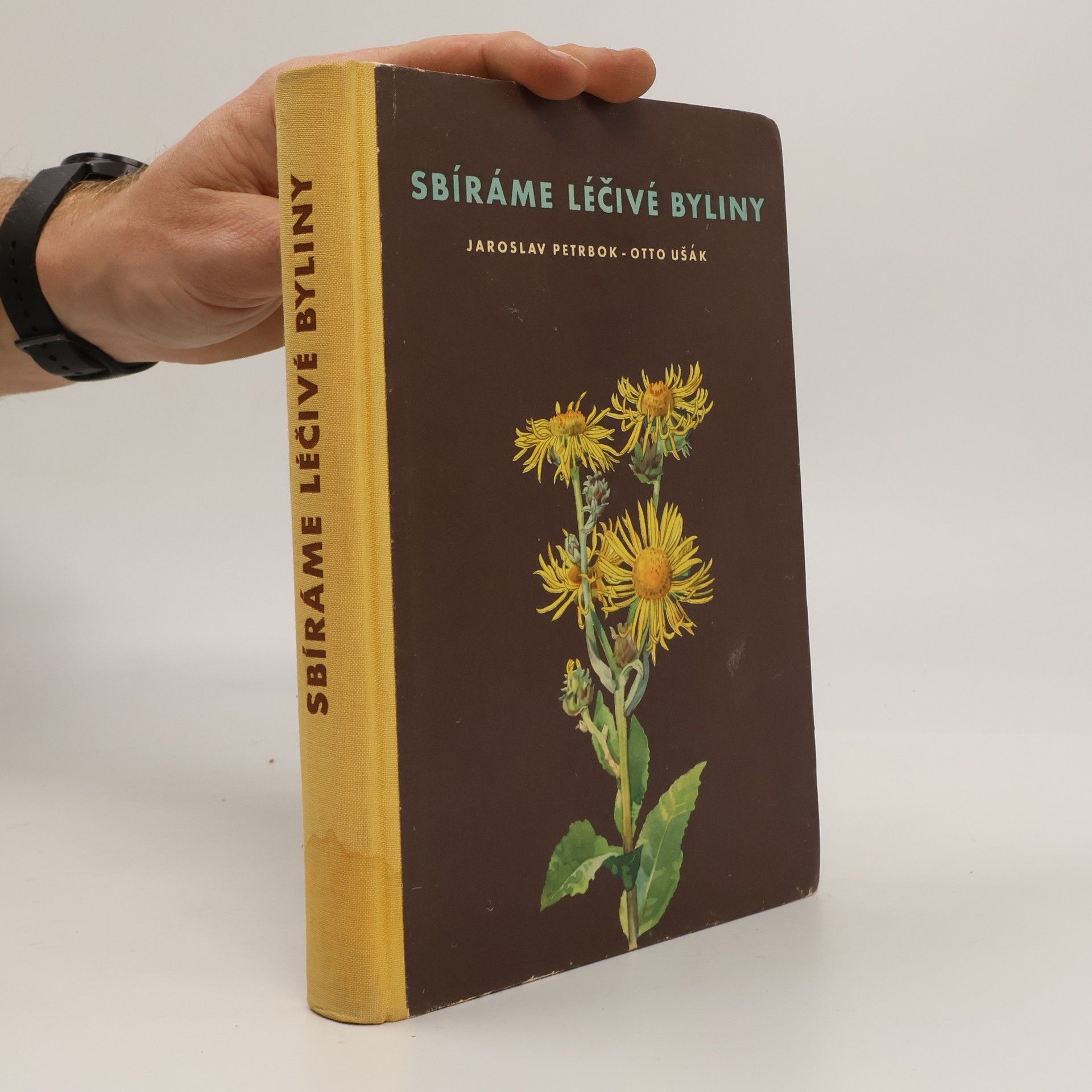 Sbíráme léčivé bylinky