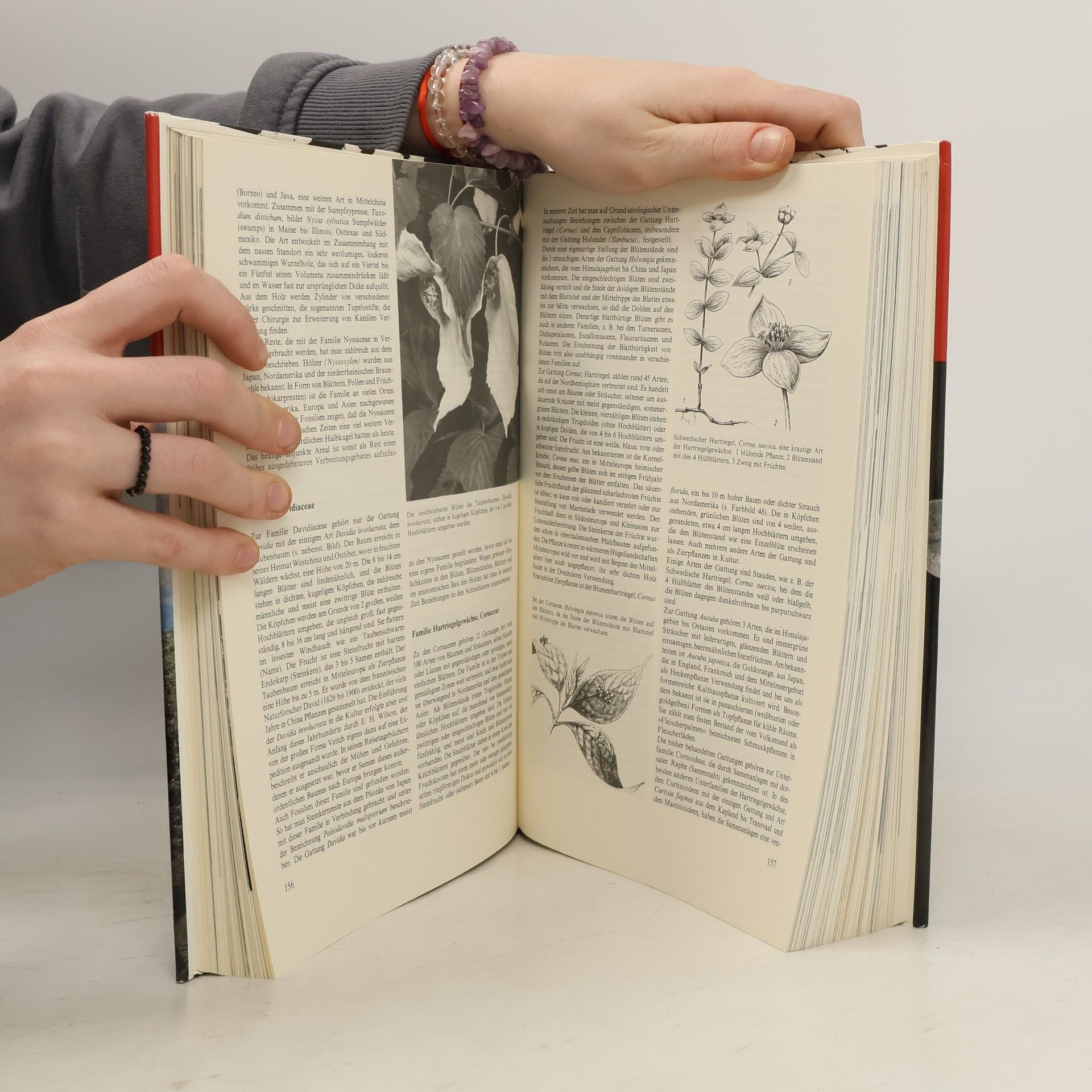 Various authors Urania Pflanzenreich: Höhere Pflanzen 1