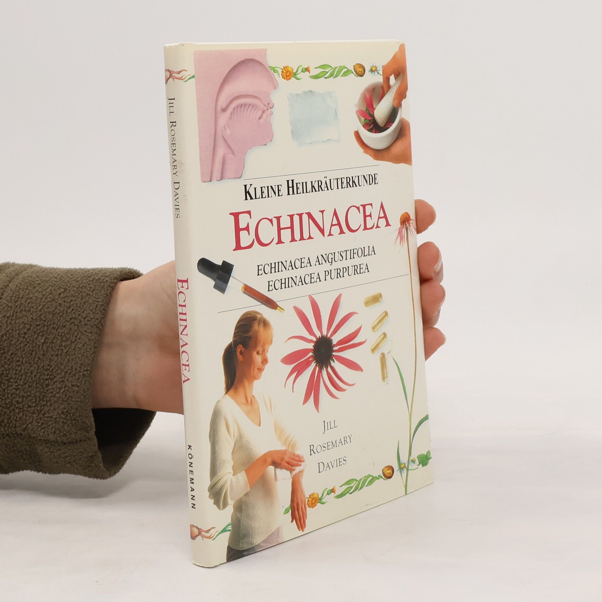 Jill Rosemary Davies Echinacea