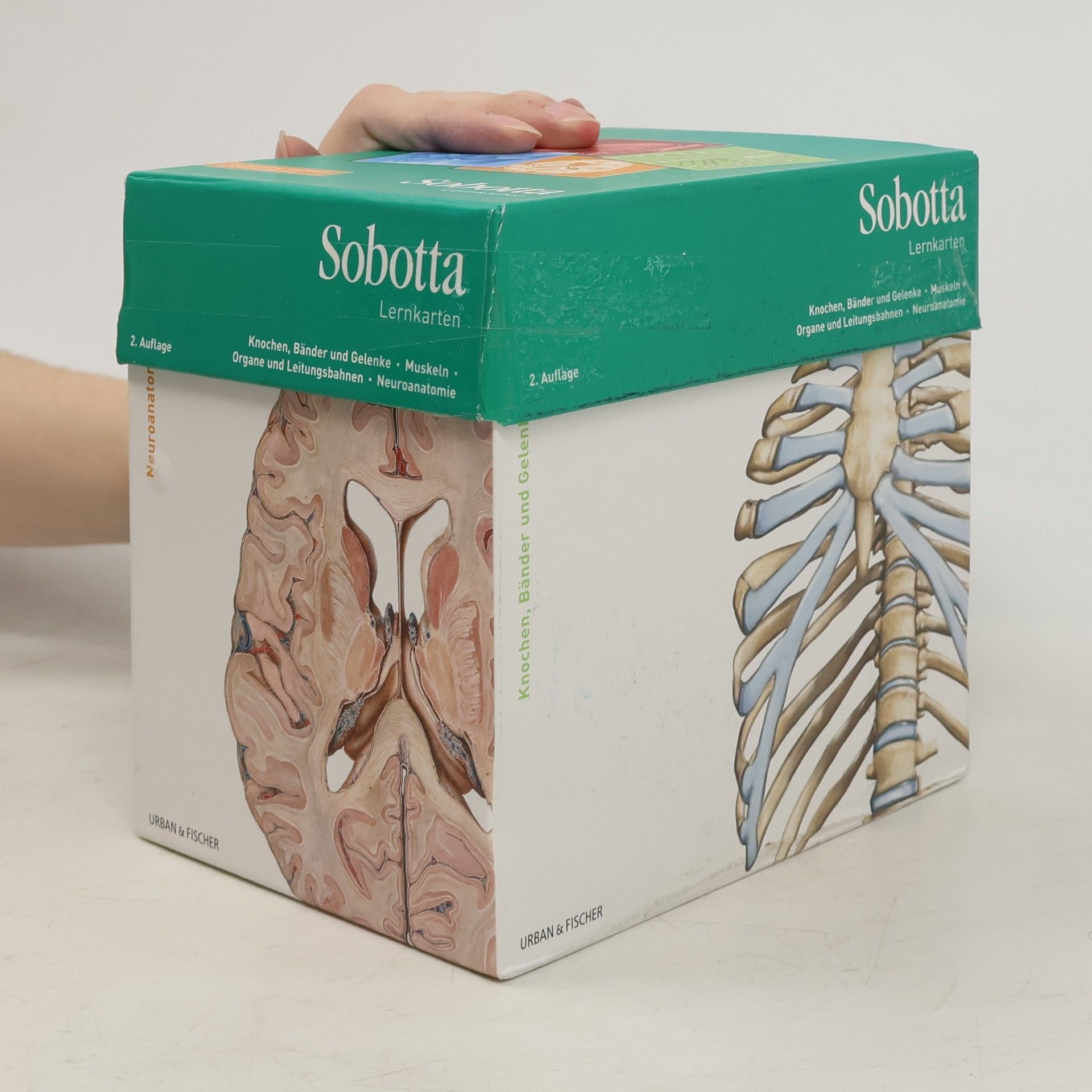 Lars Bräuer Sobotta Lernkarten Knochen, Bänder und Gelenke - Muskeln - Organe, Leitungsbahnen - Neuroanatomie - 2. Auflage