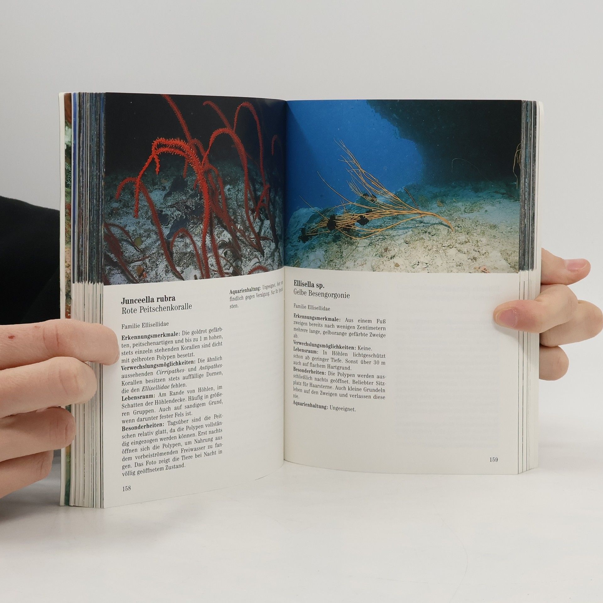 Werner Baumeister Farbatlas Meeresfauna