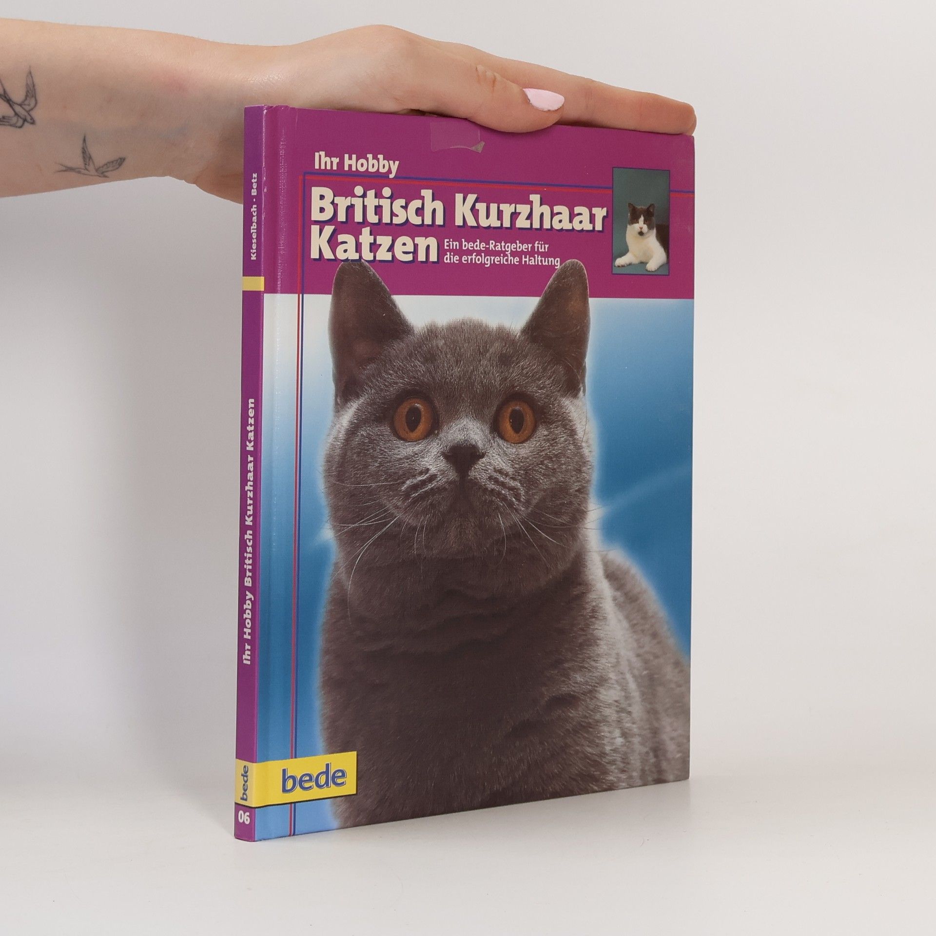 British-Kurzhaar-Katzen