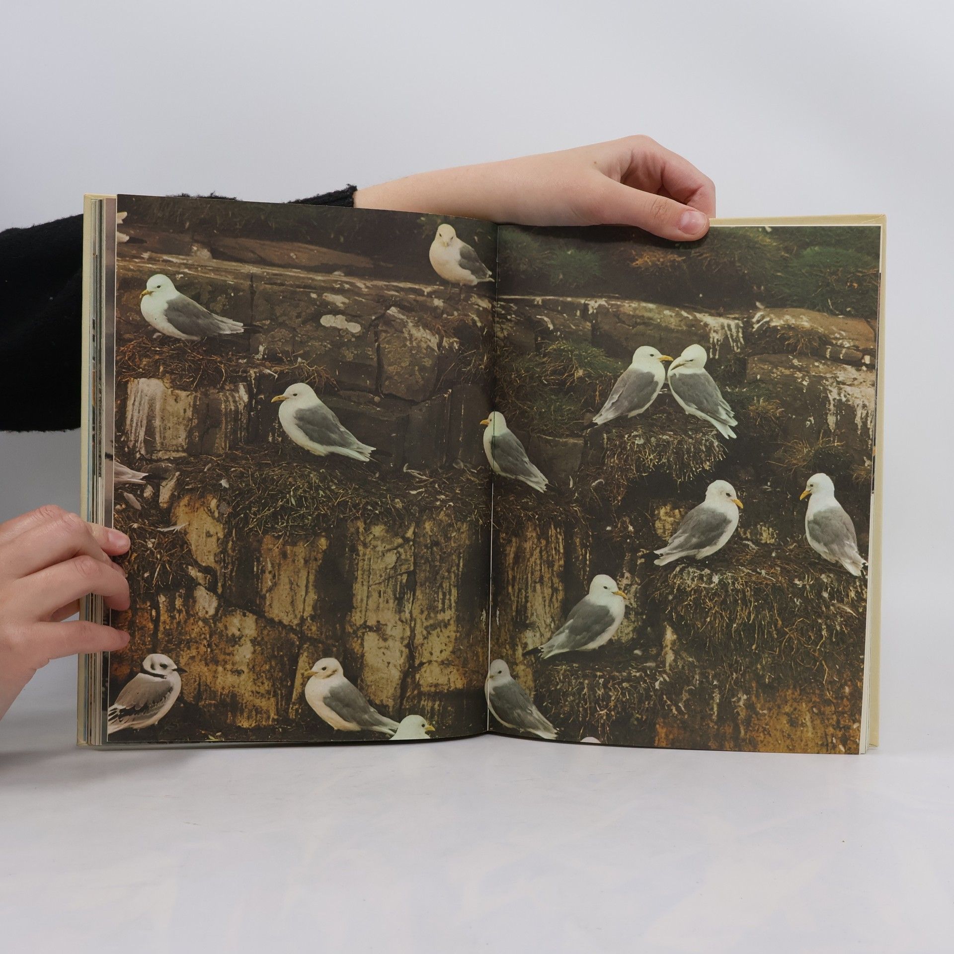Han Rensenbrink Wonderen der vogels