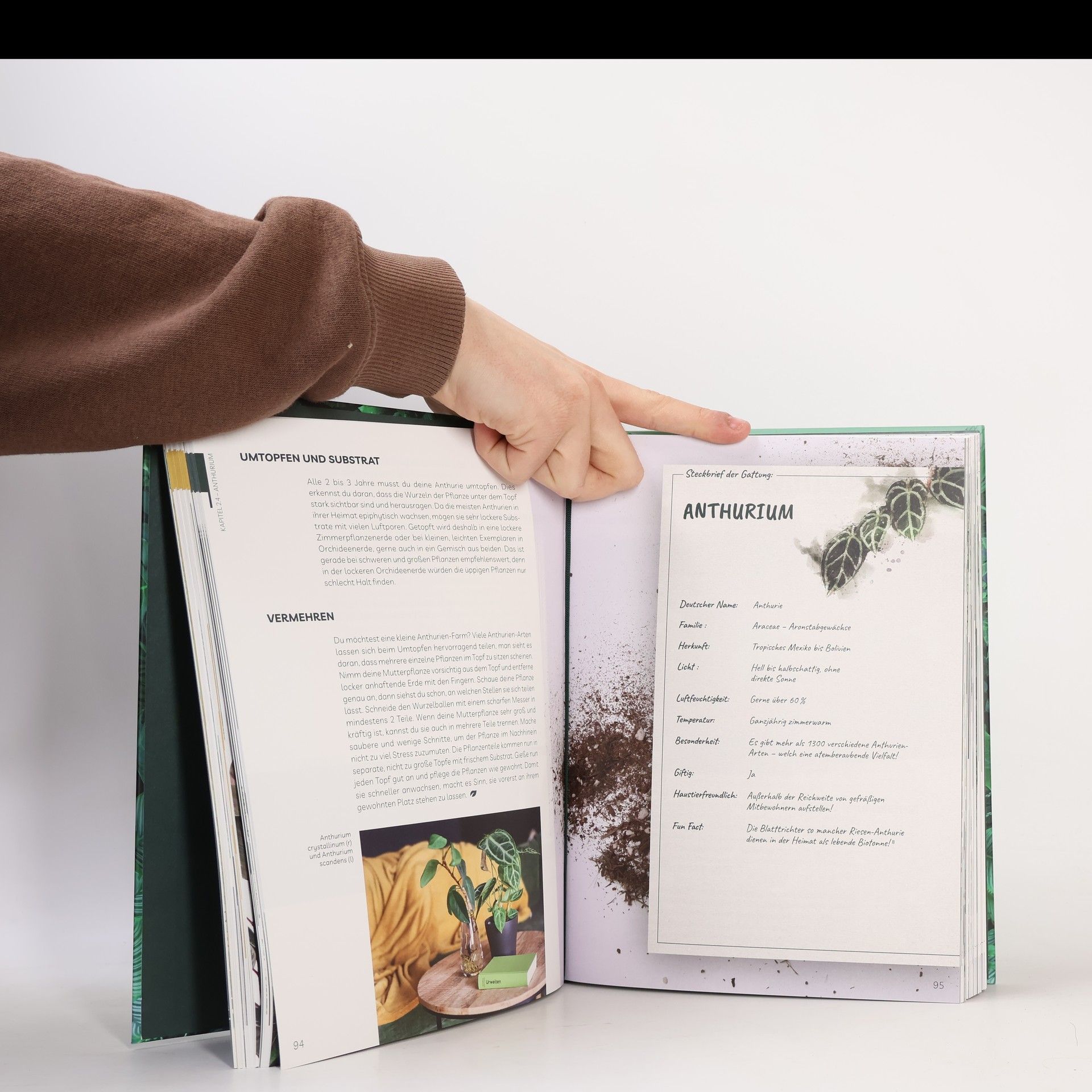 Jennifer Keller Plantaddiction: Der Guide durch deinen Wohnzimmer Dschungel