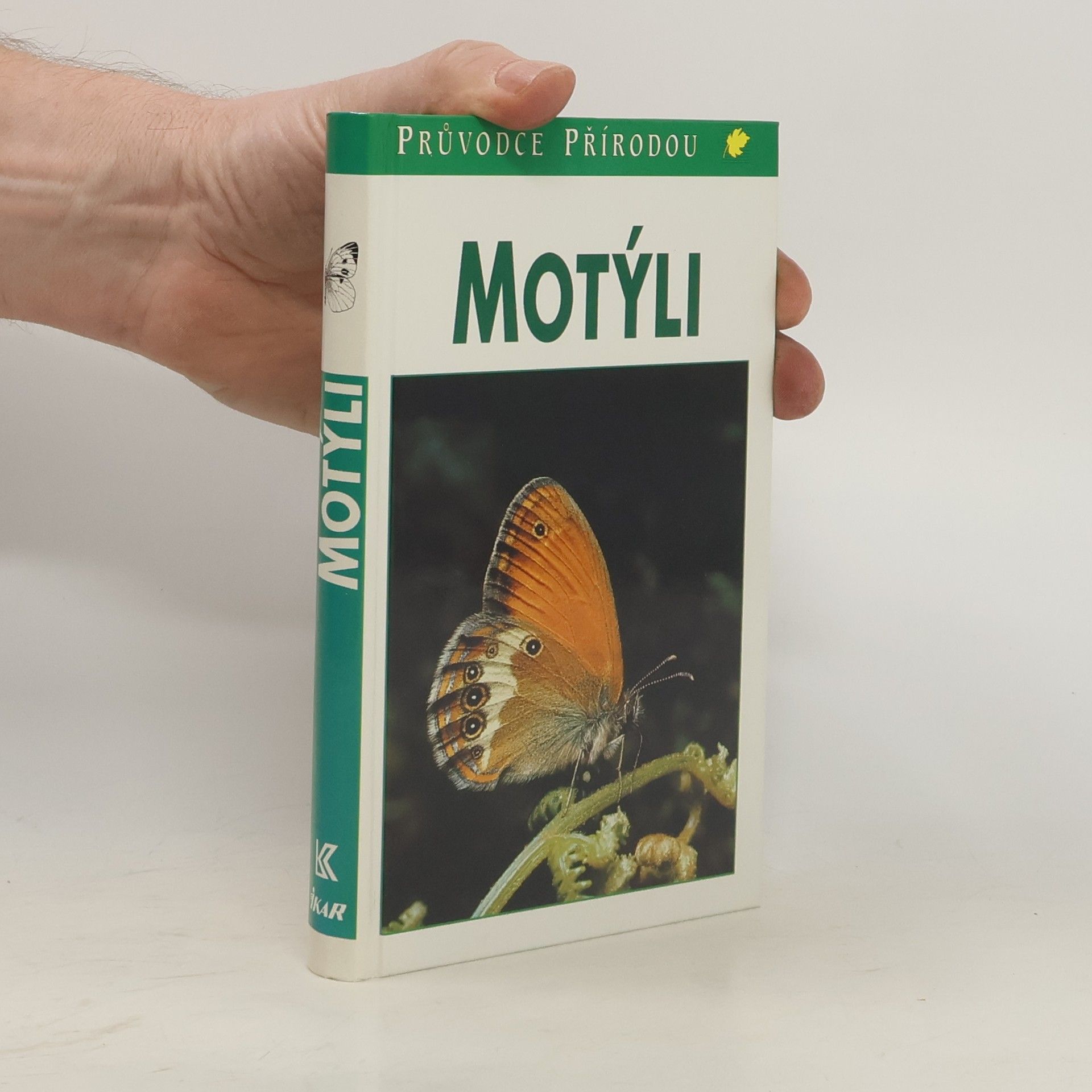 Motýli