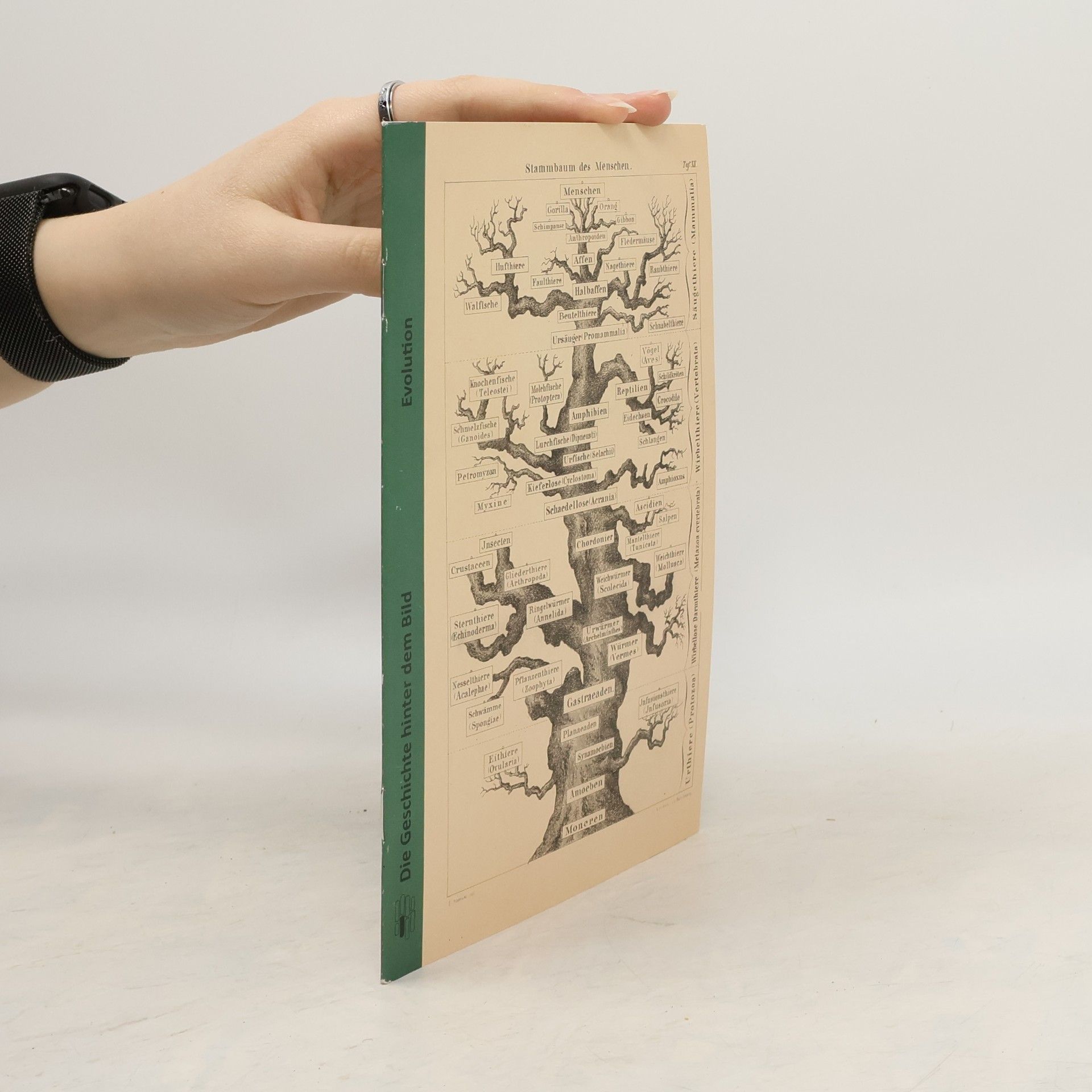 Kolektiv autorů Die Geschichte hinter dem Bild: Evolution