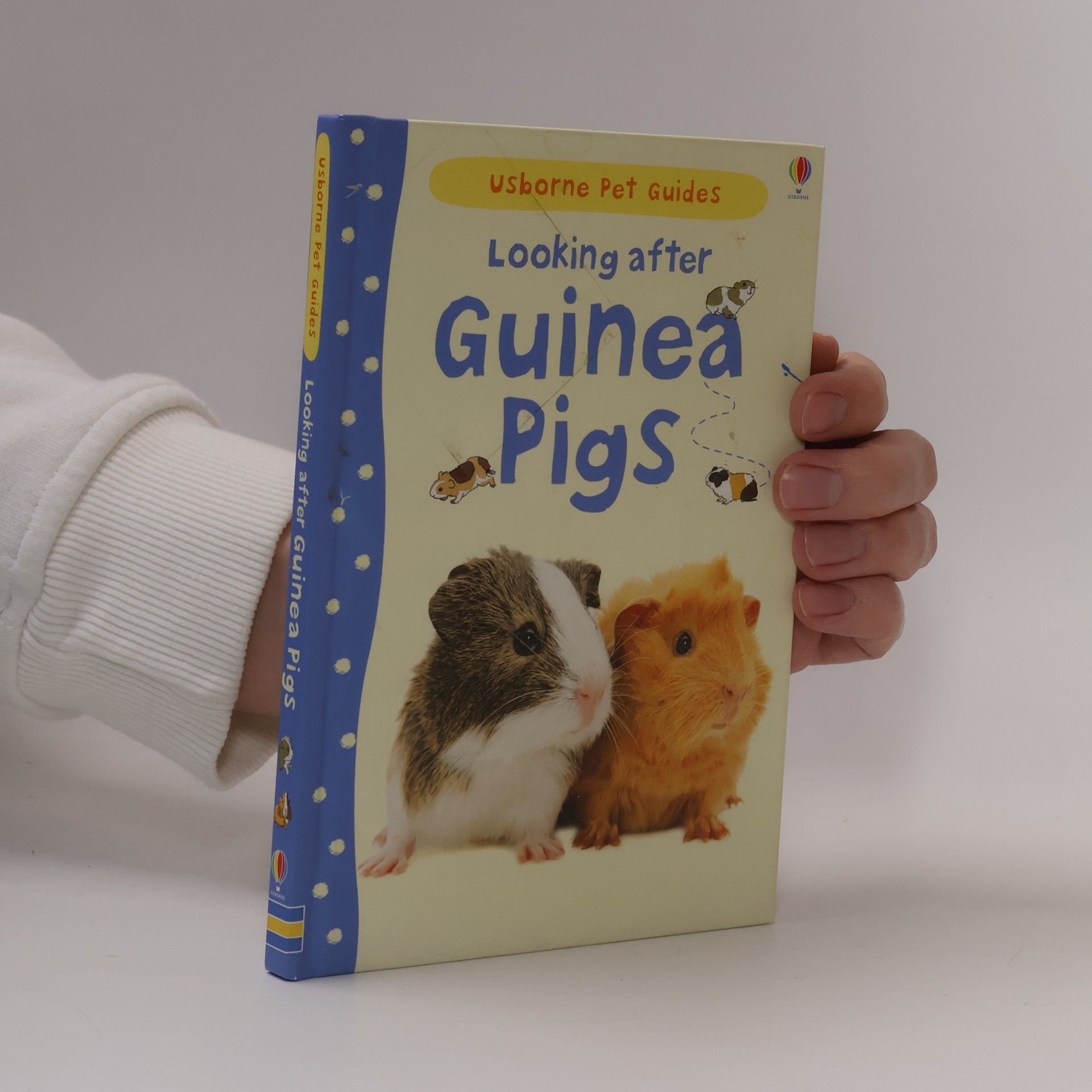 Looking after guinea pigs